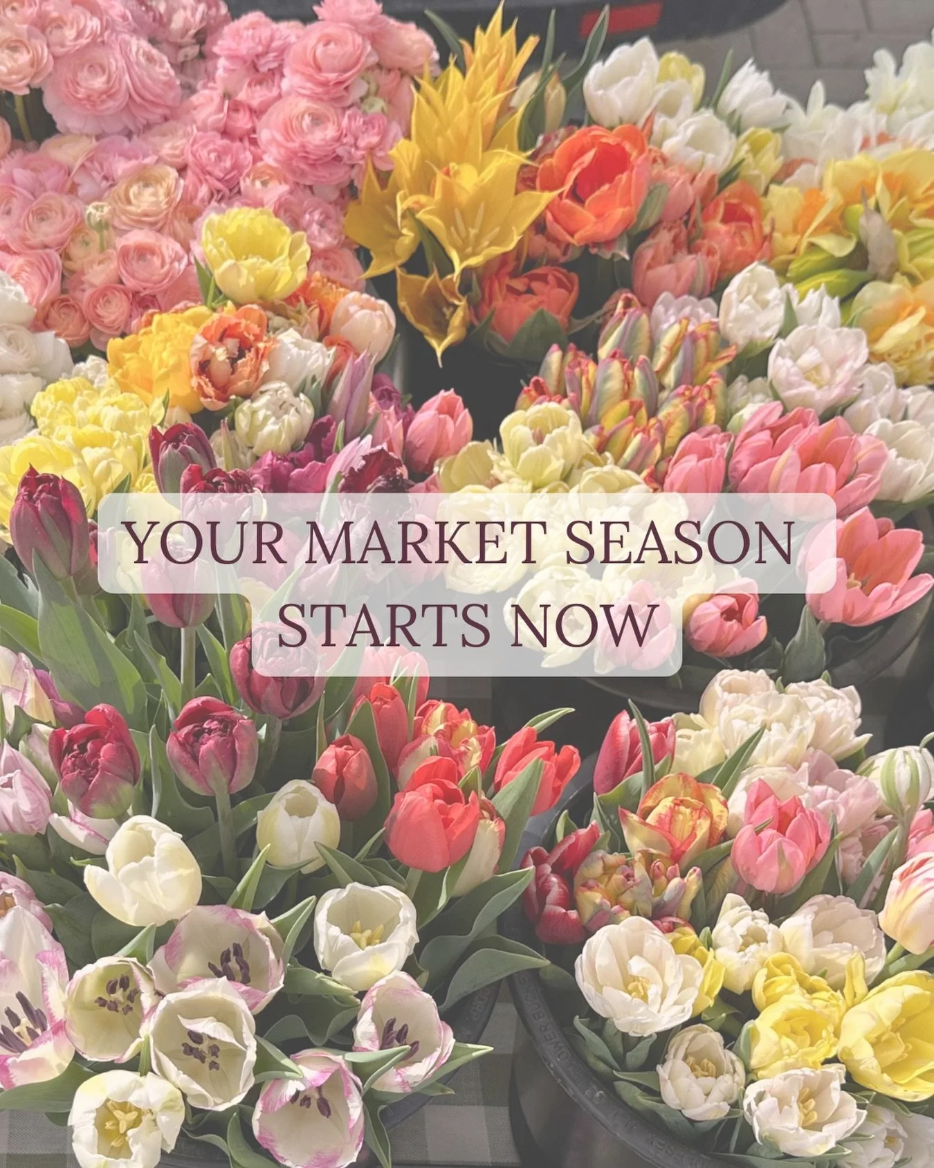 WHAT TO EXPECT FROM US THIS MARKET SEASON

We&rsquo;re so excited to be back at the farmers markets this season and we can&rsquo;t&nbsp;wait to see all of your familiar faces, and plenty of new ones too!&nbsp;Whether you&rsquo;ve been with us from th