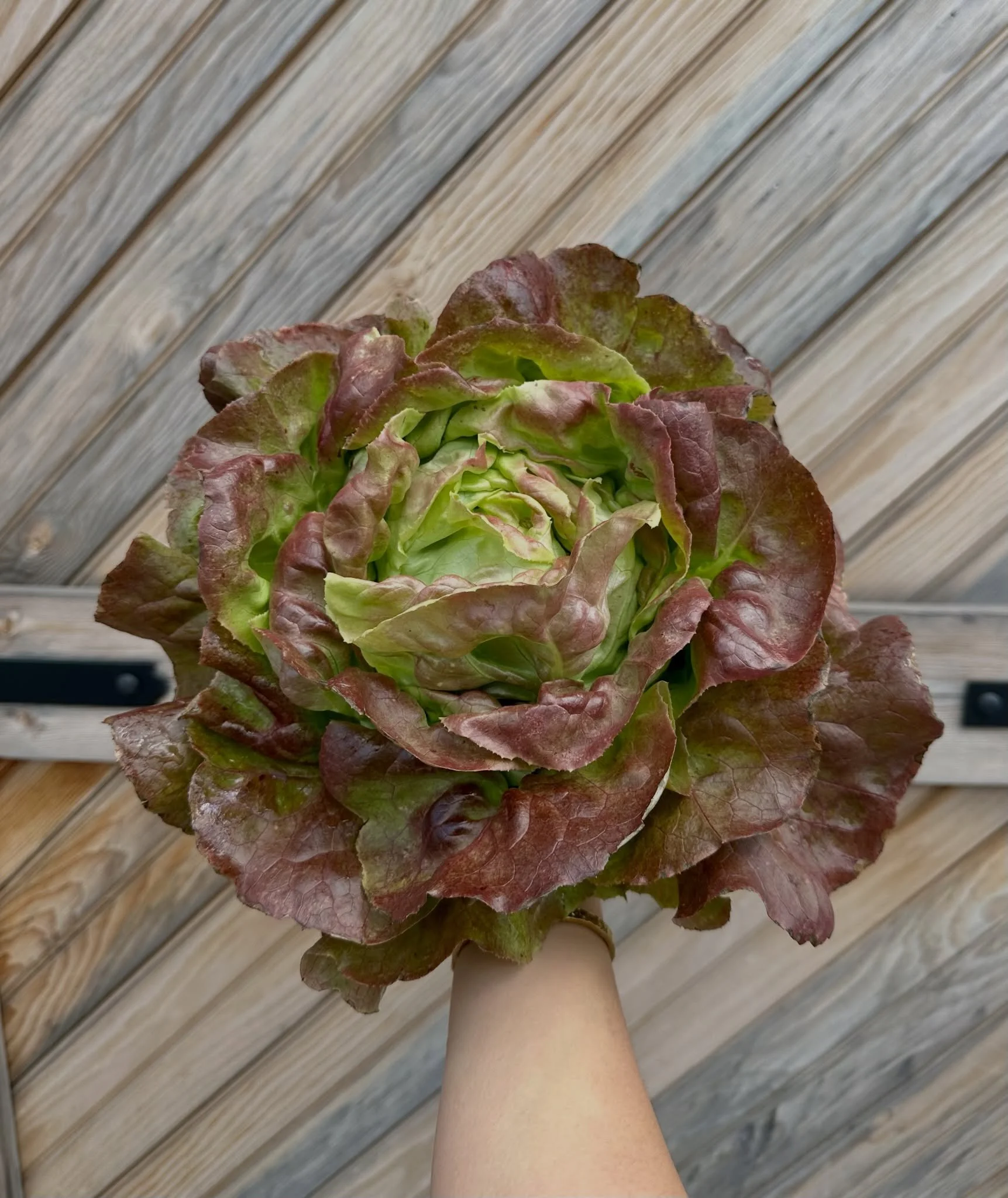 Clean soil. No pesticides. Real food.

This is how we grow everything because we believe you should have easy access to farm fresh, high quality food all year long 🌱