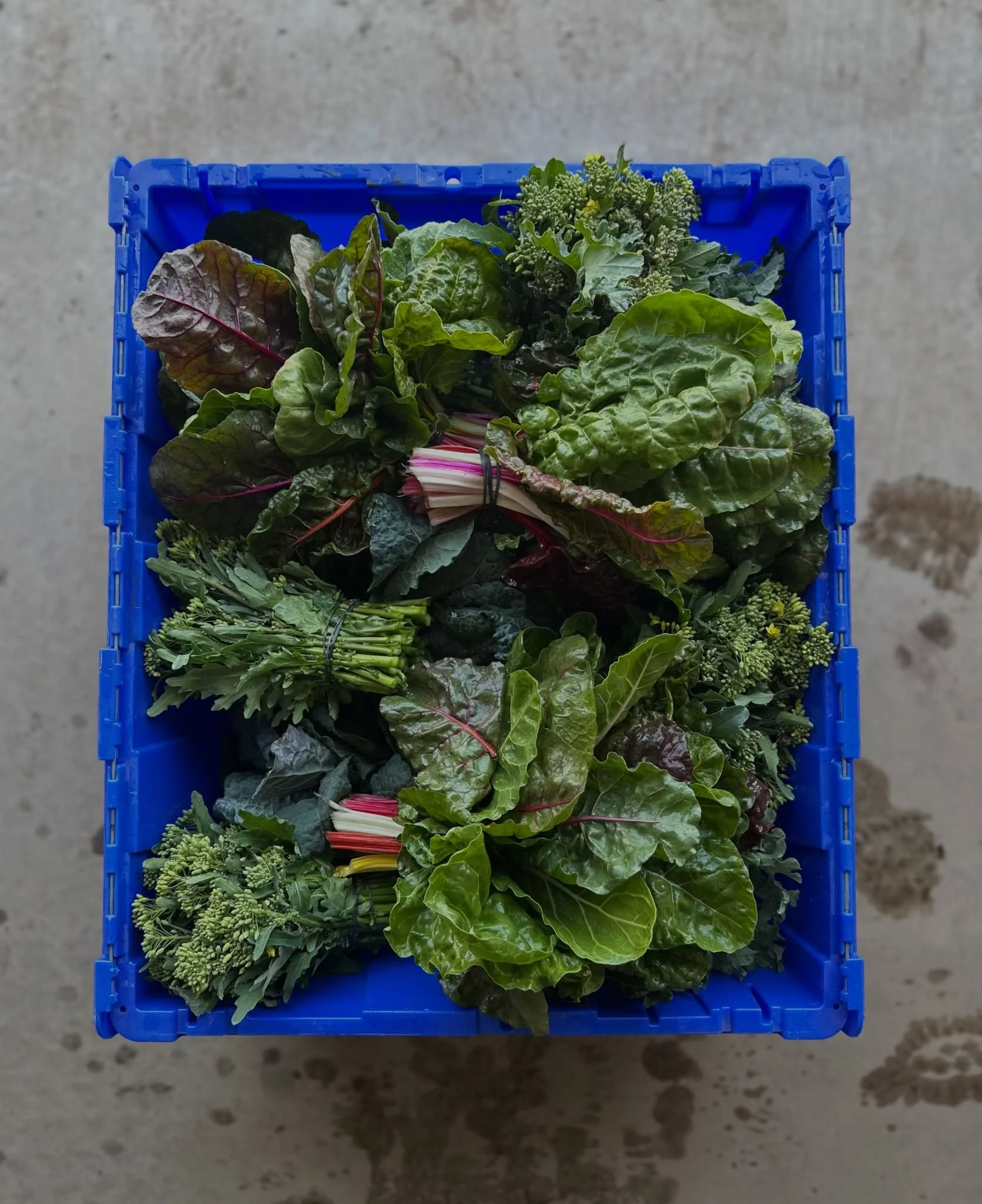 This is what a good harvest looks like 🥬