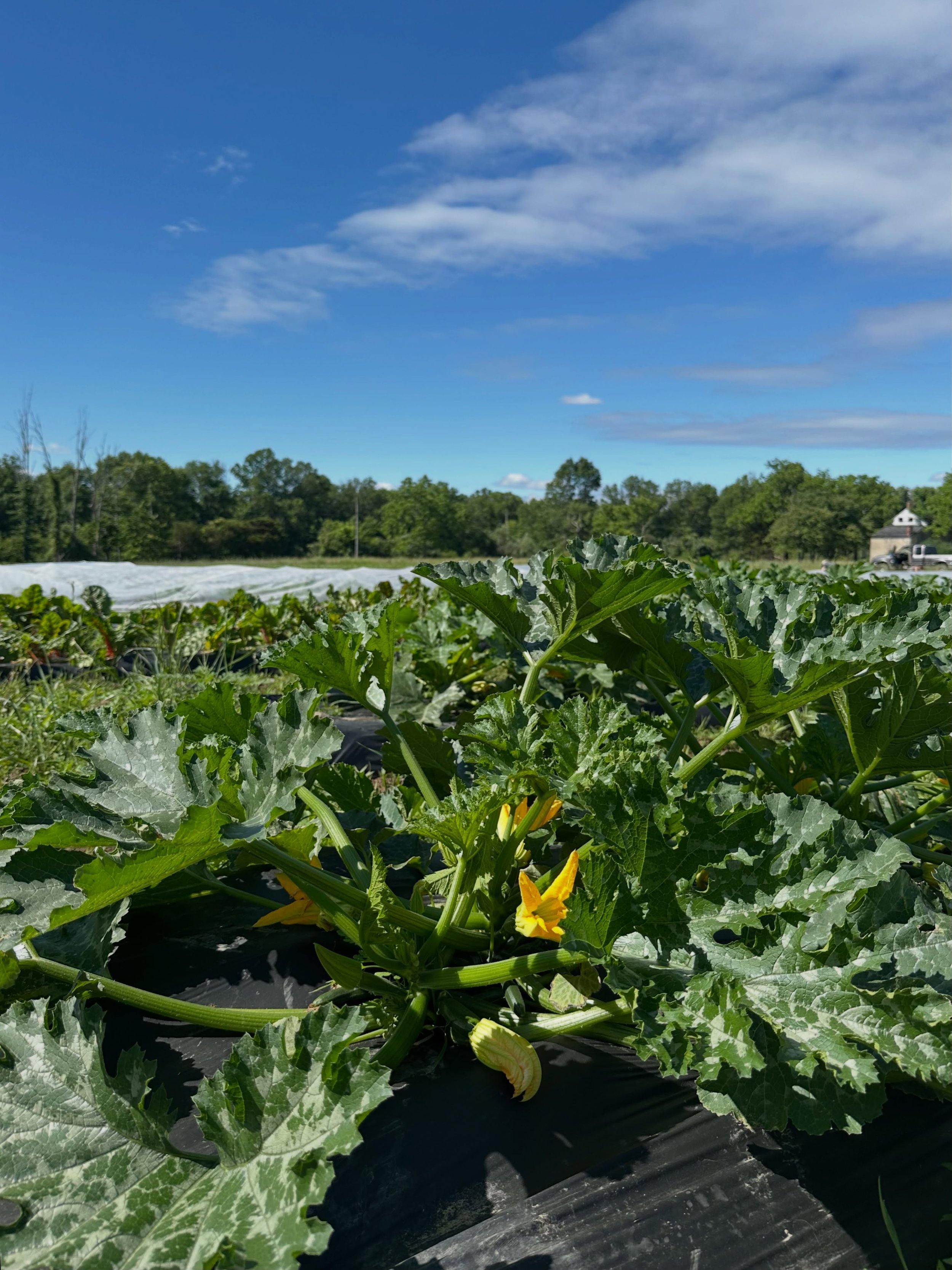 summer squash is on the way ☀️