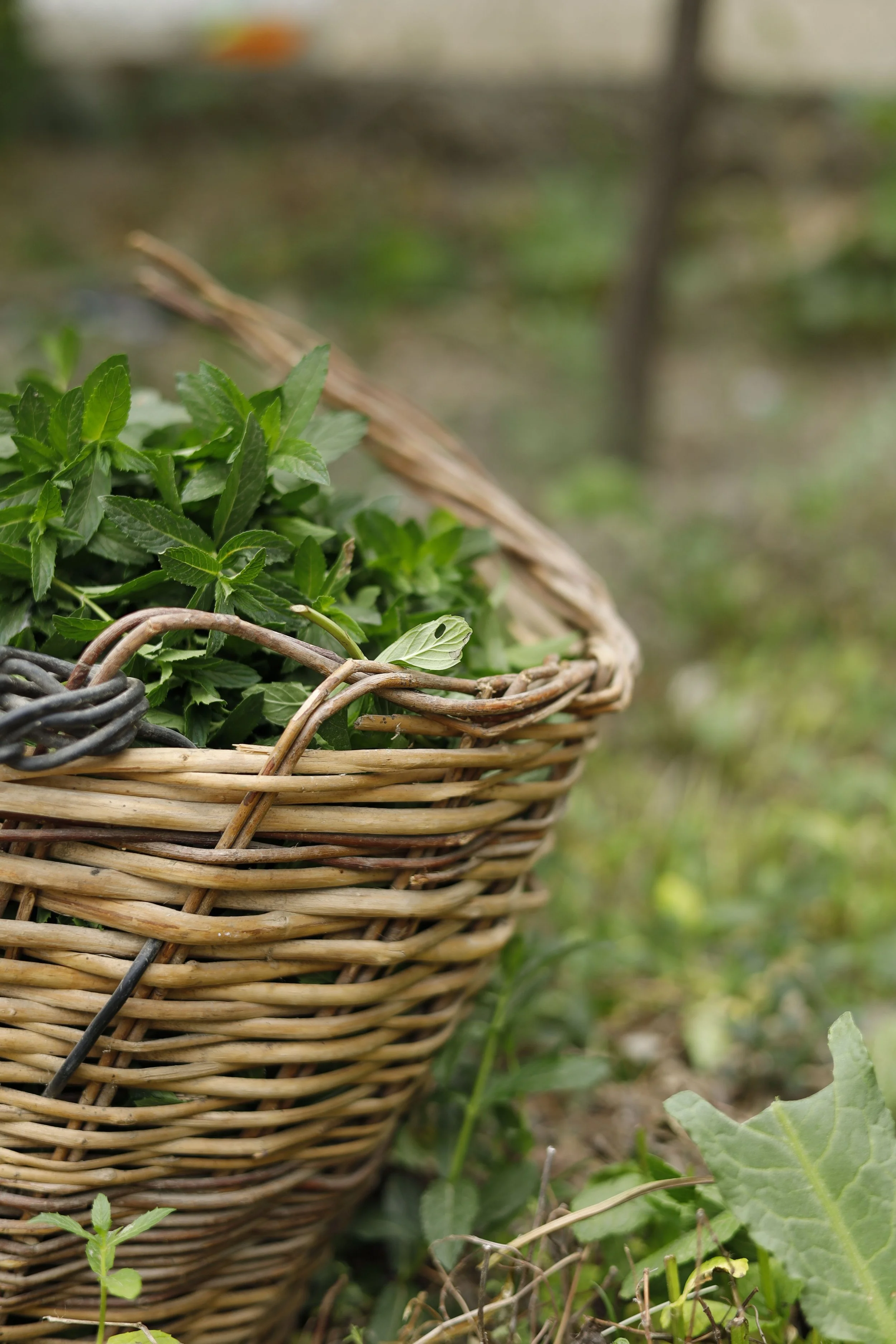 Herb Butter: The Recipe You’ll Make All Summer