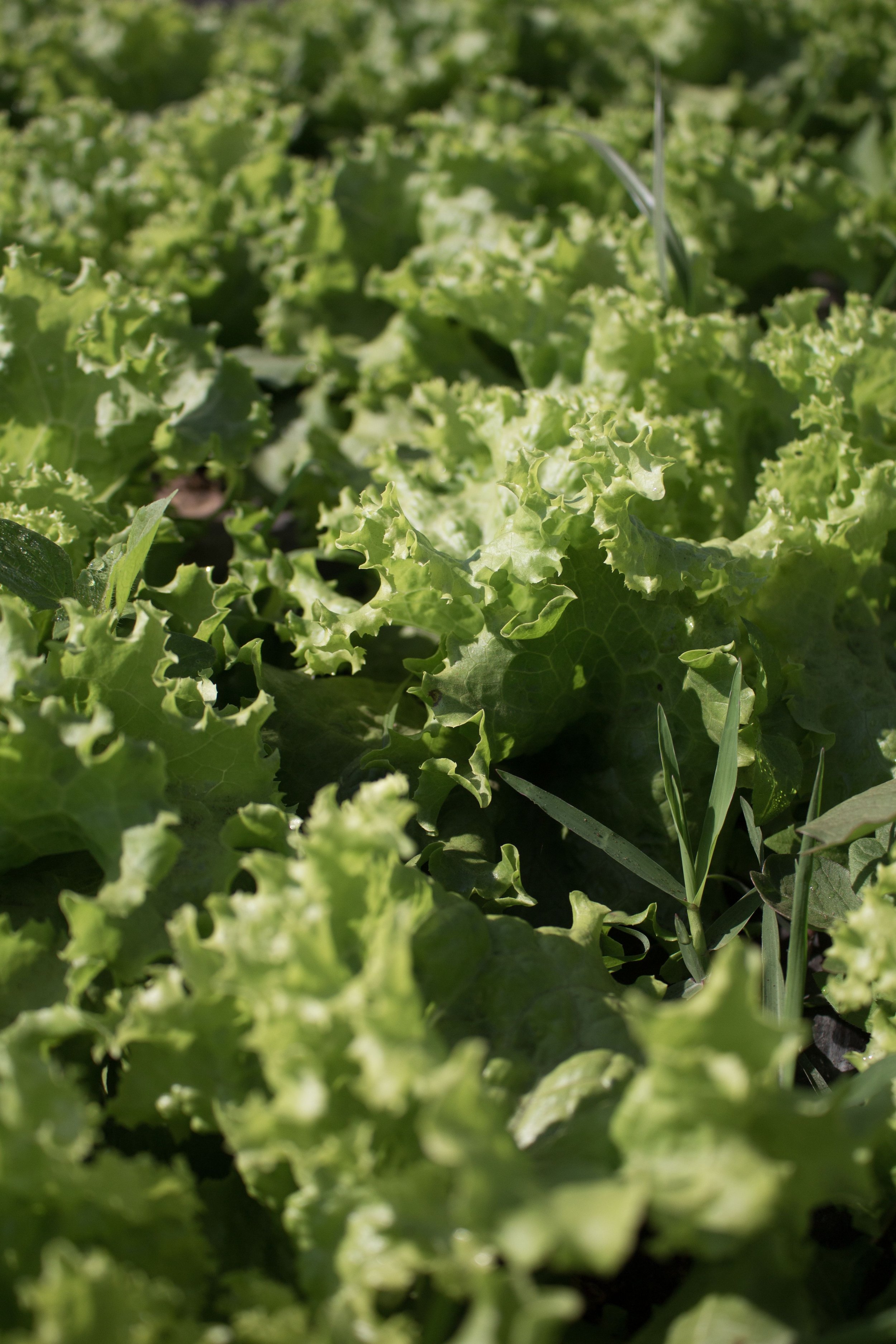 How to Build the Perfect Summer Salad
