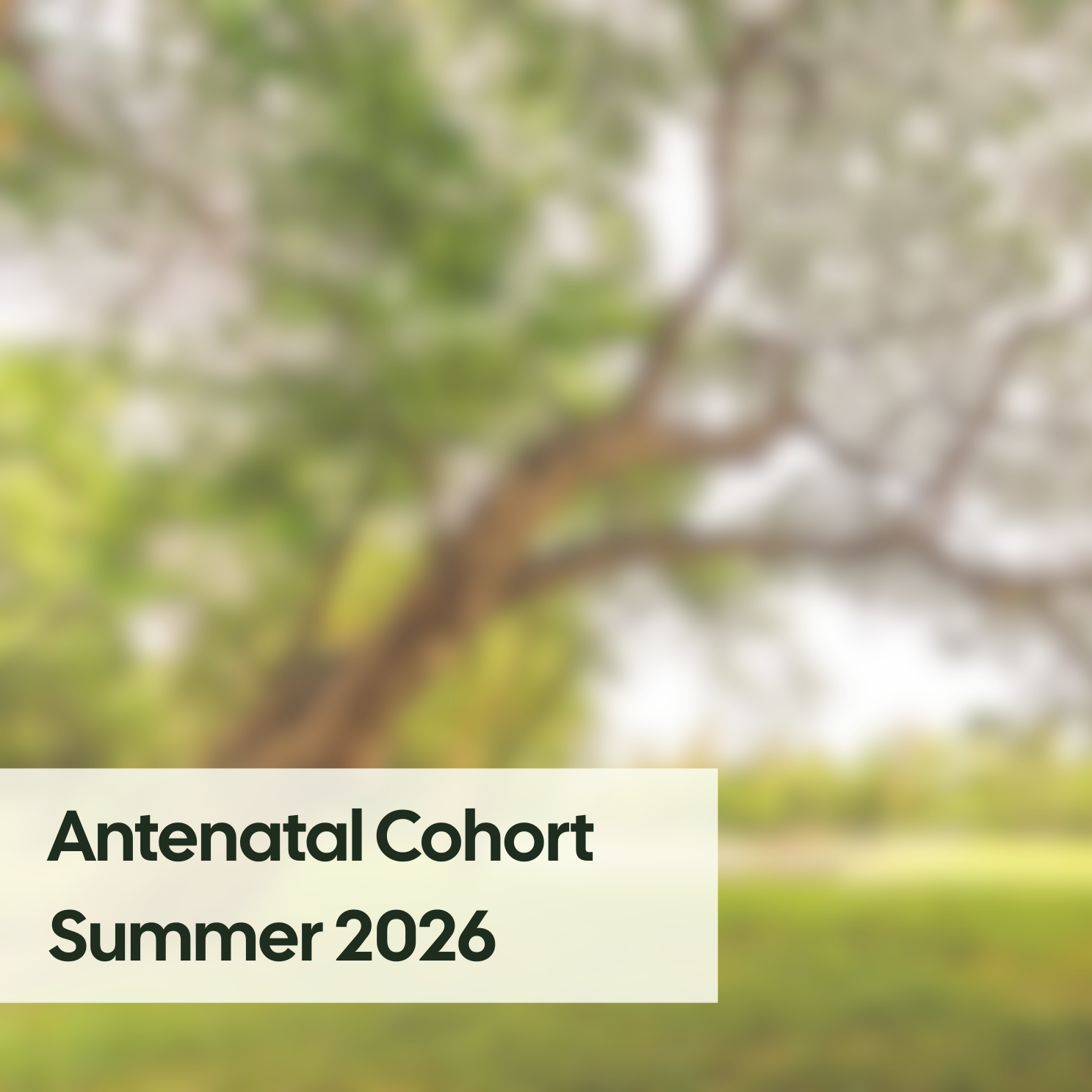 Branch Antenatal Cohort: Summer 2026