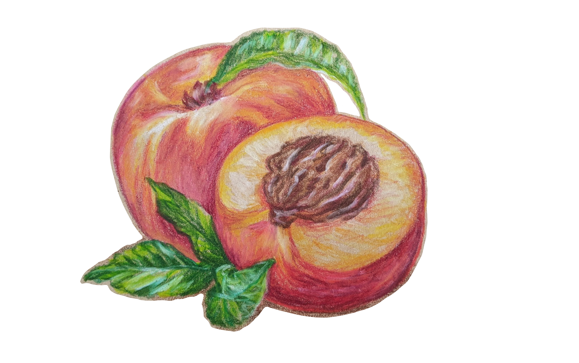 A coloured pencil drawing of peaches.