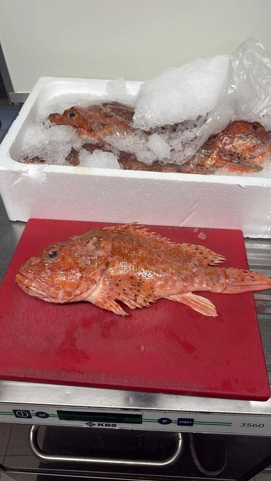 WhatsApp Image 2025-10-10 at 12.48.53.jpeg