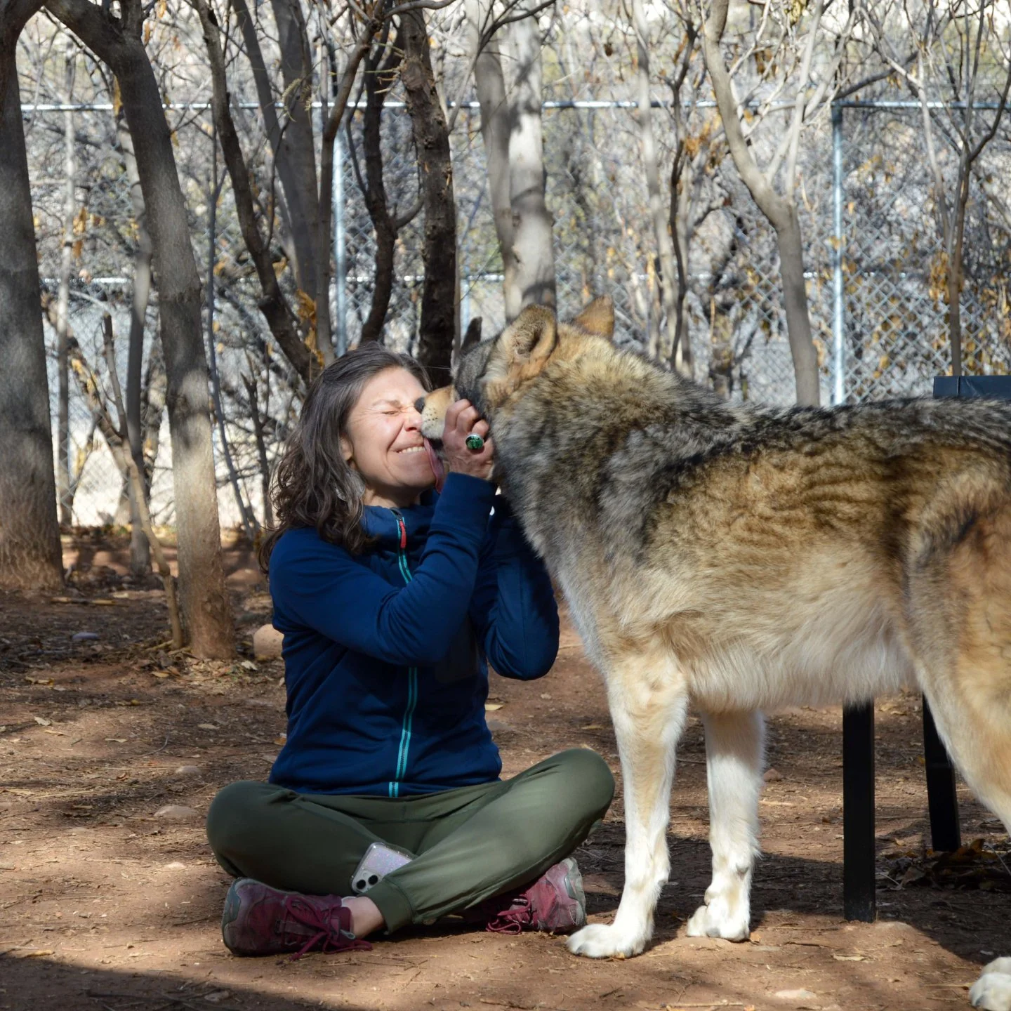 A woman sitting on the ground in a park, interacting affectionately with a wolf, touching noses, with trees and a chain-link fence in the background.