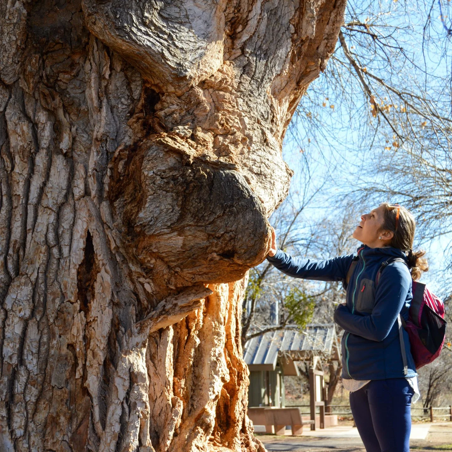 A woman in a blue jacket and sunglasses touches a large textured tree trunk in a park on a sunny day.