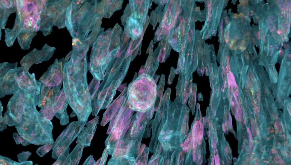 When Biology Reveals Its Invisible Beauty: Microscopy, aesthetics, and awe at the limits of perception