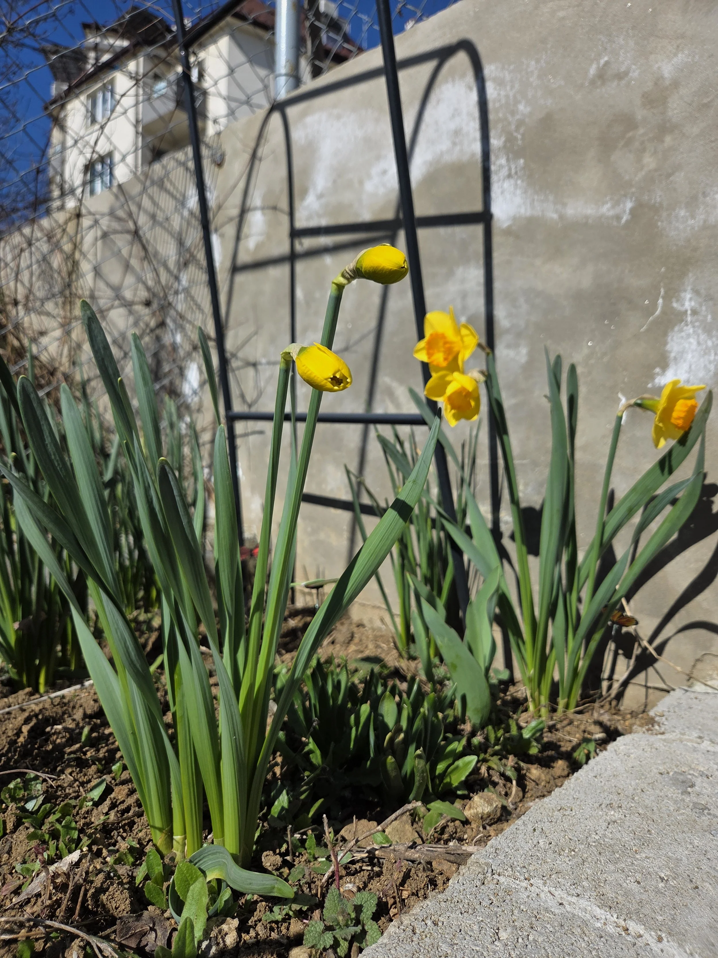 Yellow daffodil flowers blooming in a garden bed with green leaves and soil, with a wire trellis and a concrete wall in the background.