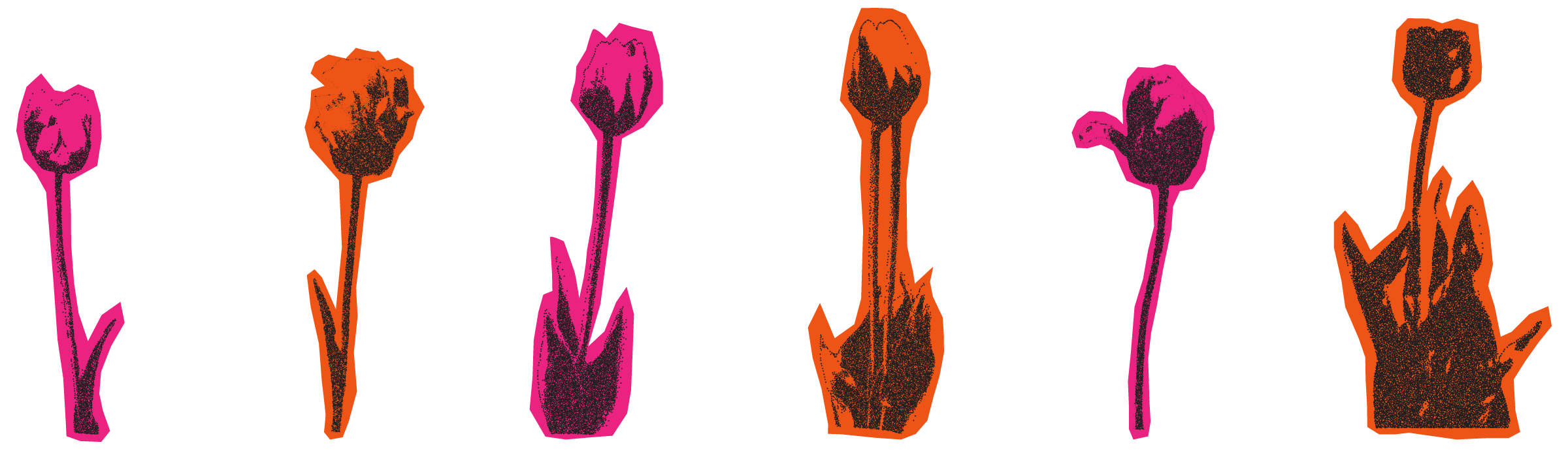 pink and orange tulips