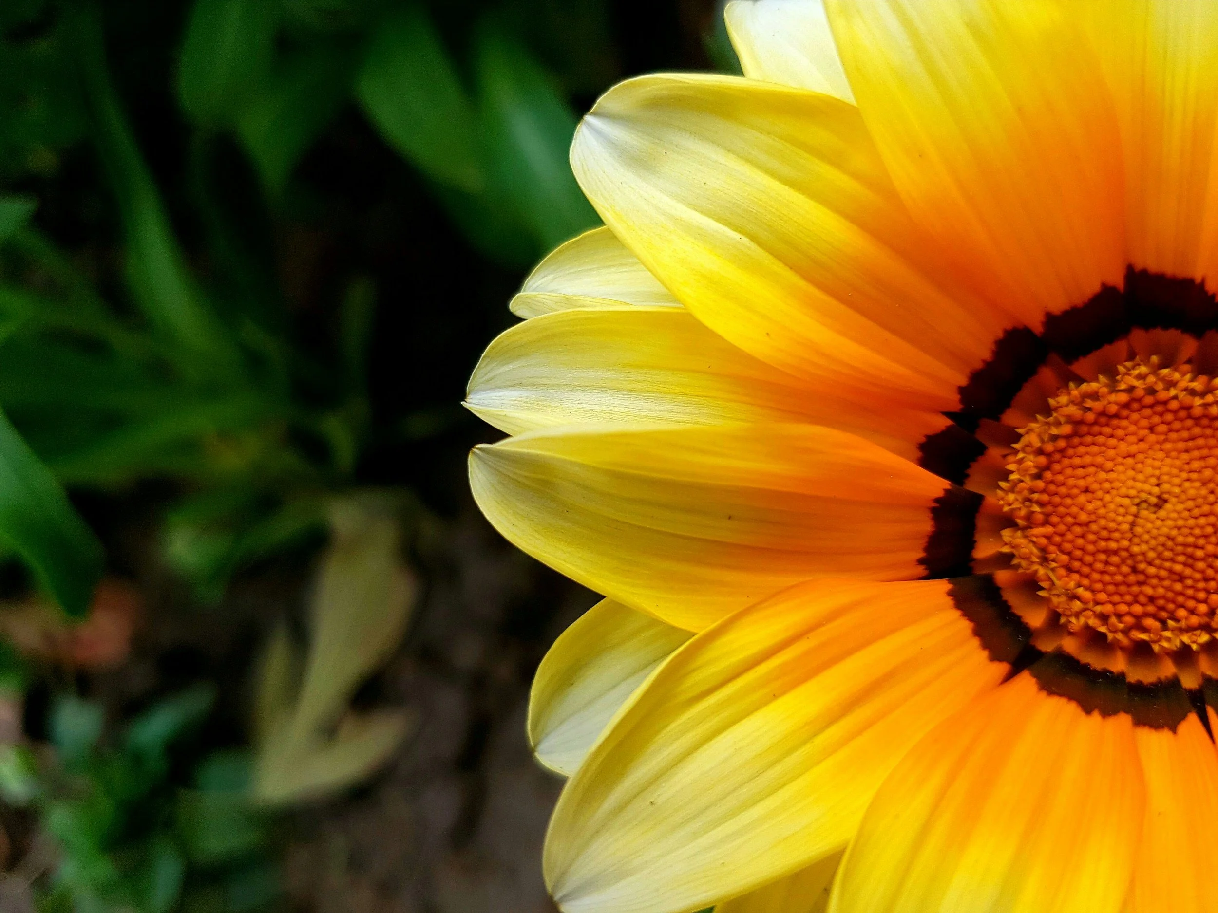 Close-up of a vibrant yellow and orange sunflower with green leaves in the background.
