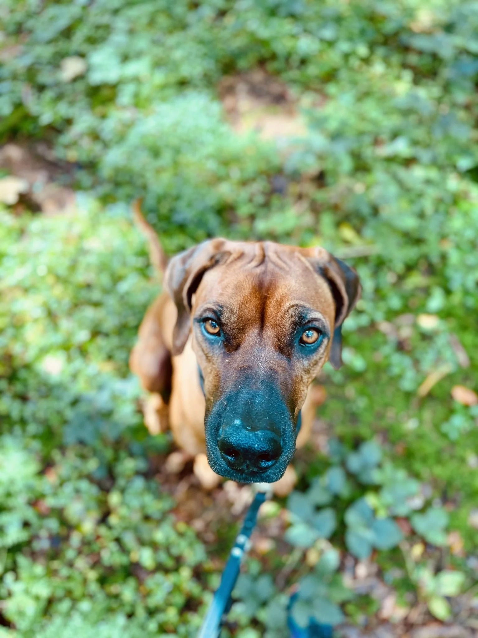 Ein brauner Hund mit blauen Augen schaut in die Kamera, im Hintergrund grünes Laub.