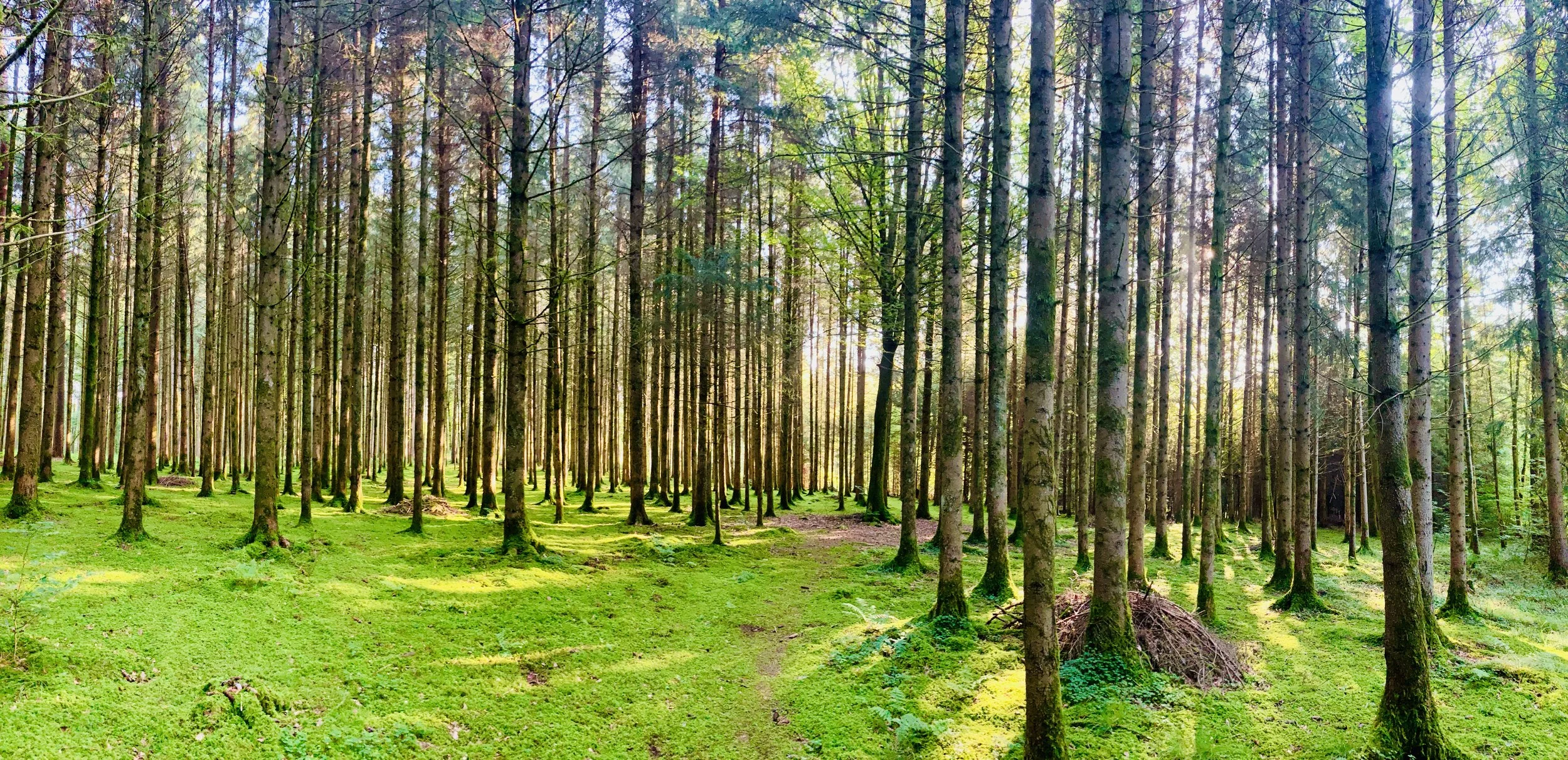 Ein sonnenbeschienener Wald mit hohen Bäumen und grünem Moosboden.