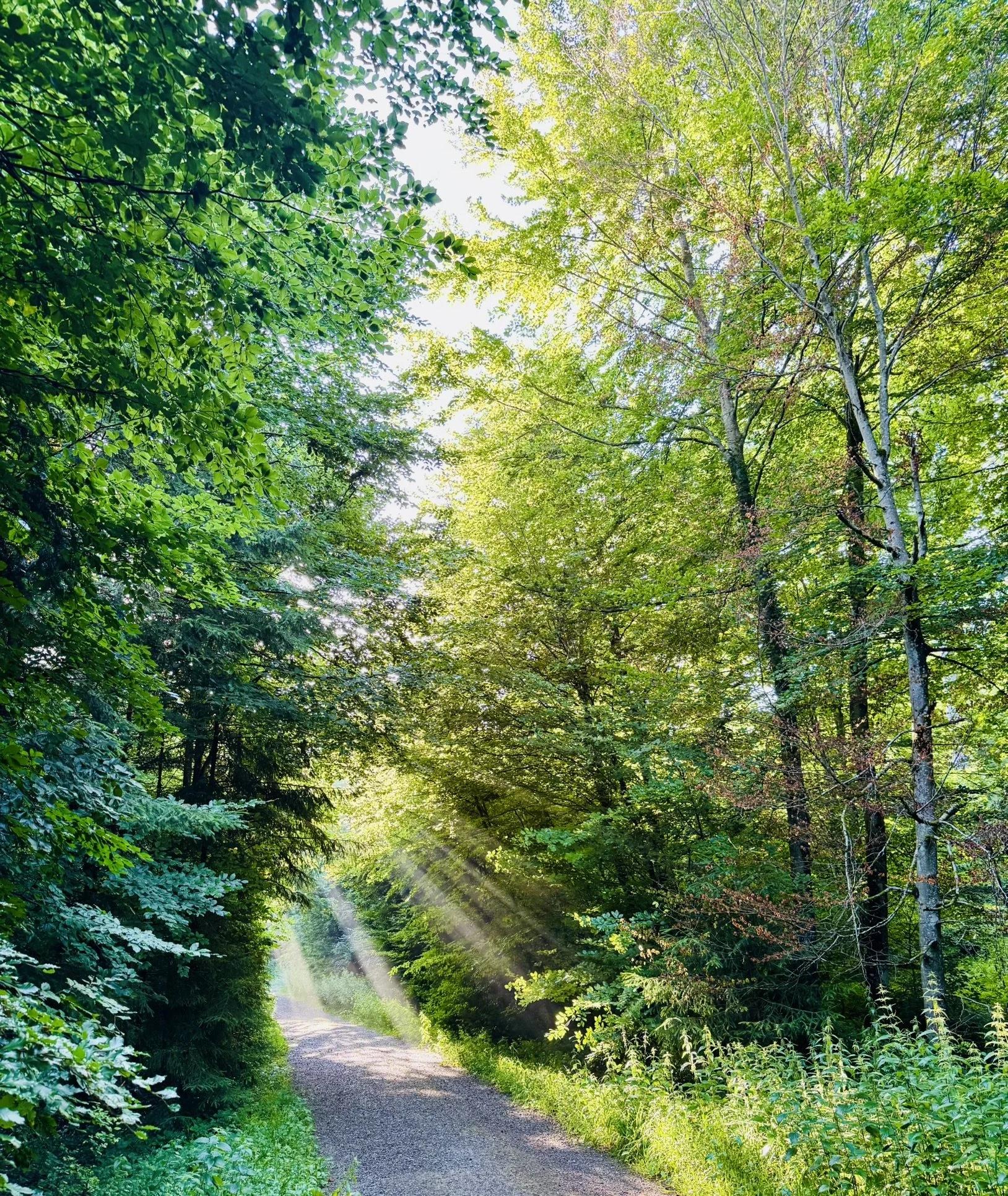 Ein grüner Waldweg mit Sonnenstrahlen, die durch die Baumkronen scheinen.