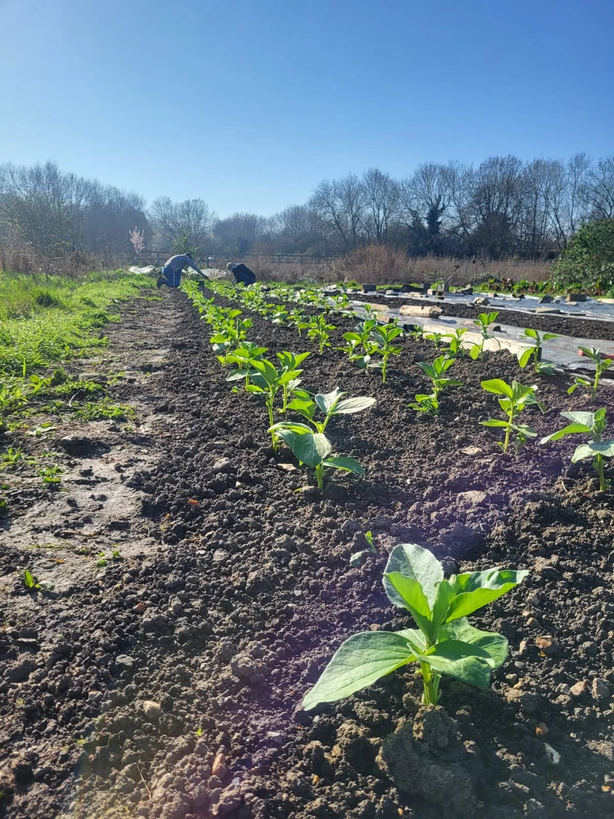 Grow Cambridge CIC: a new chapter for the community farm in Abbey