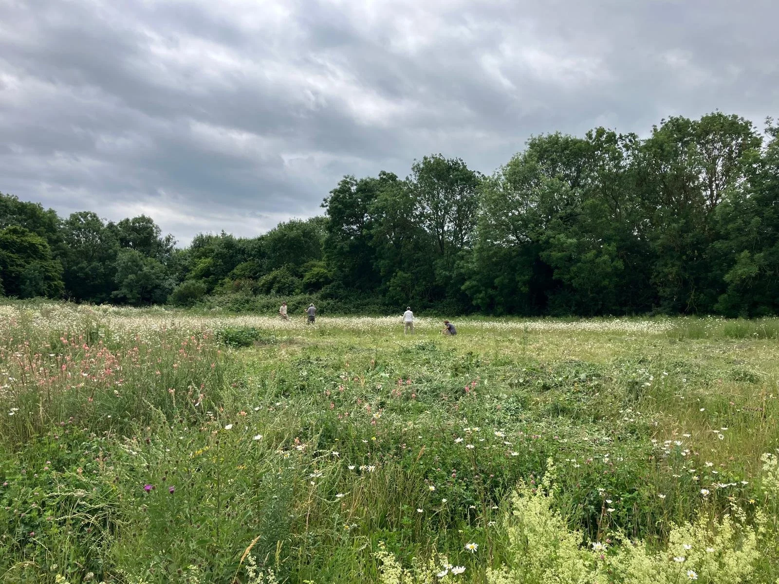 Scything the meadow... 