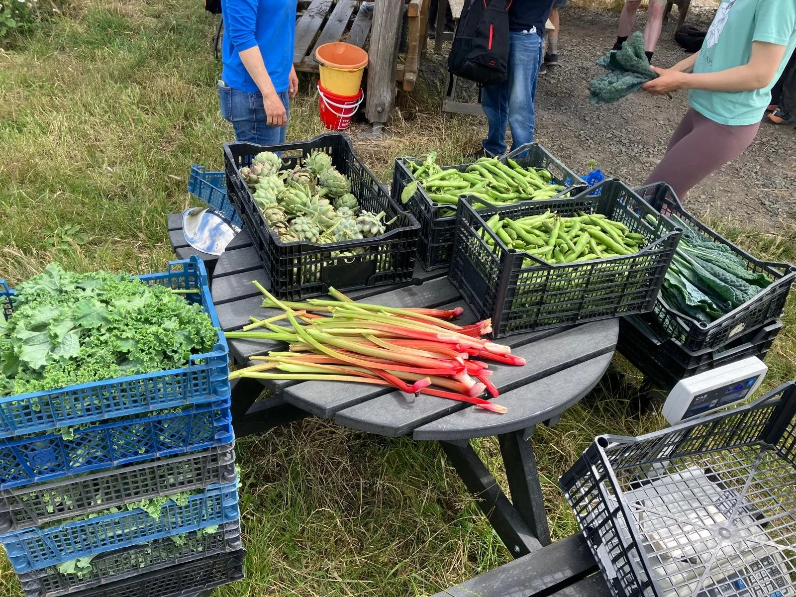 Early harvest