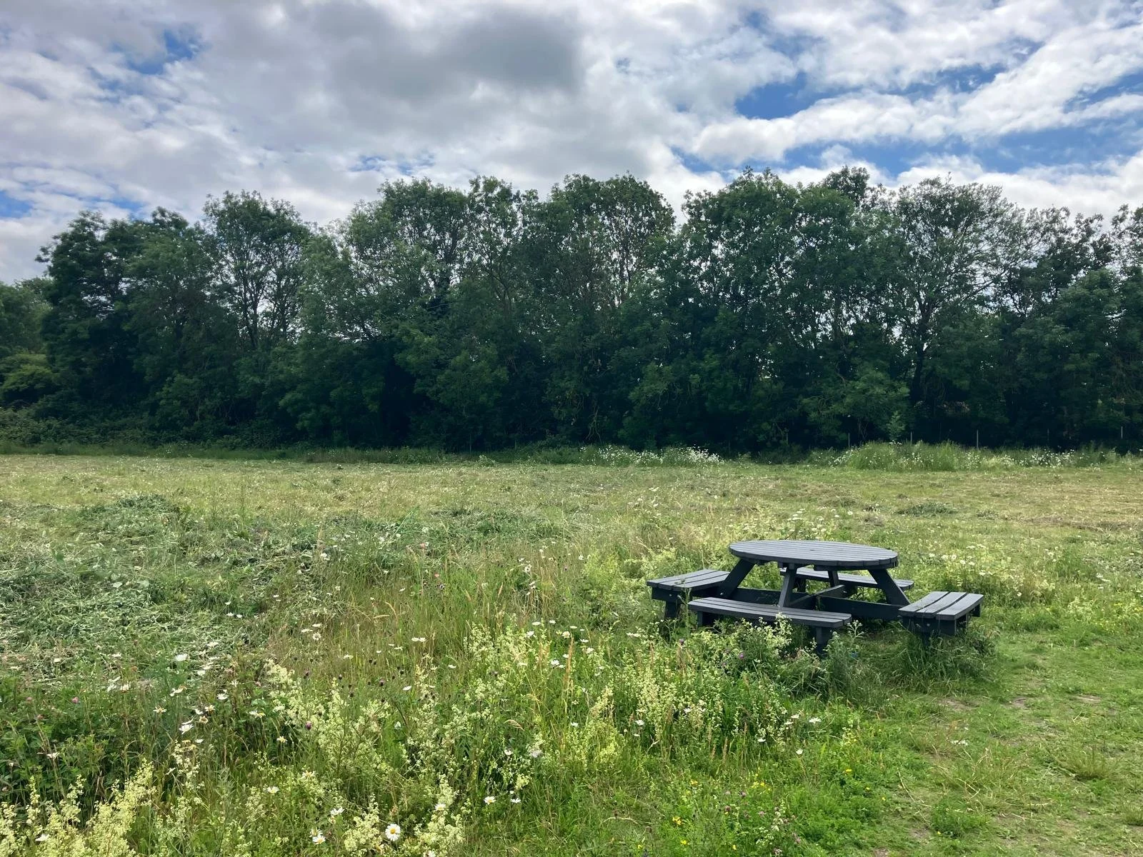 A meadow scythed