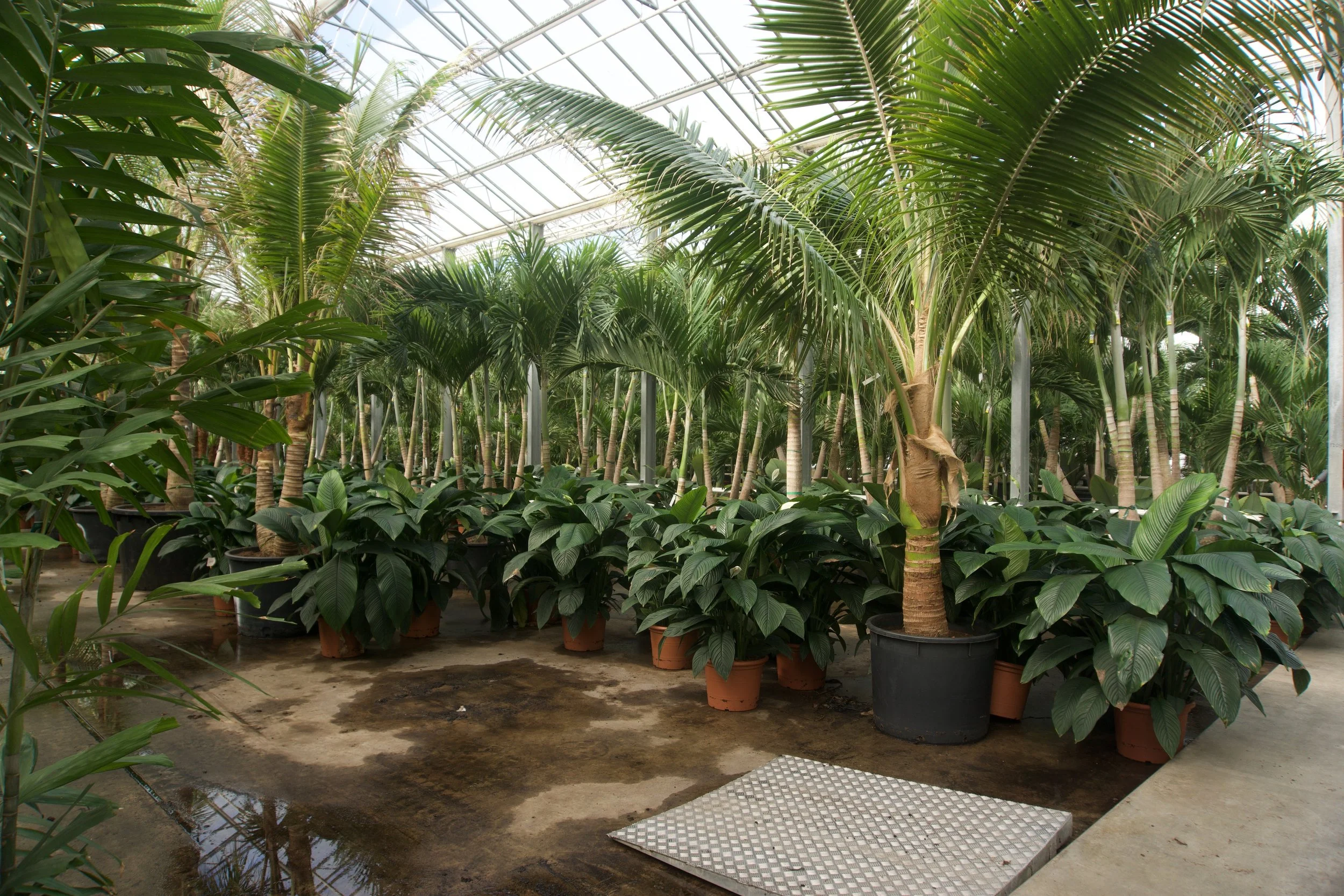 Greenhouse with potted tropical plants and trees, glass ceiling, and metal support beams.