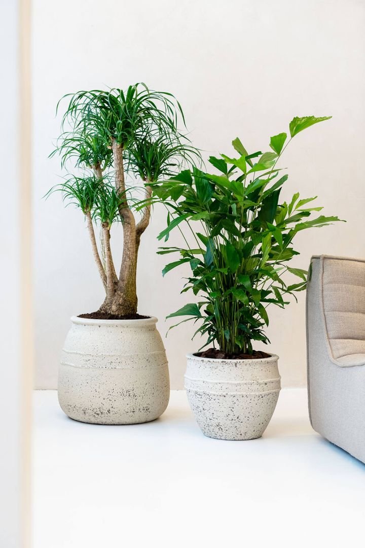 Two potted indoor plants, one with long, thin, curved green leaves and thick trunk, the other with broad green leaves, next to a light-colored upholstered piece of furniture against a plain white wall.