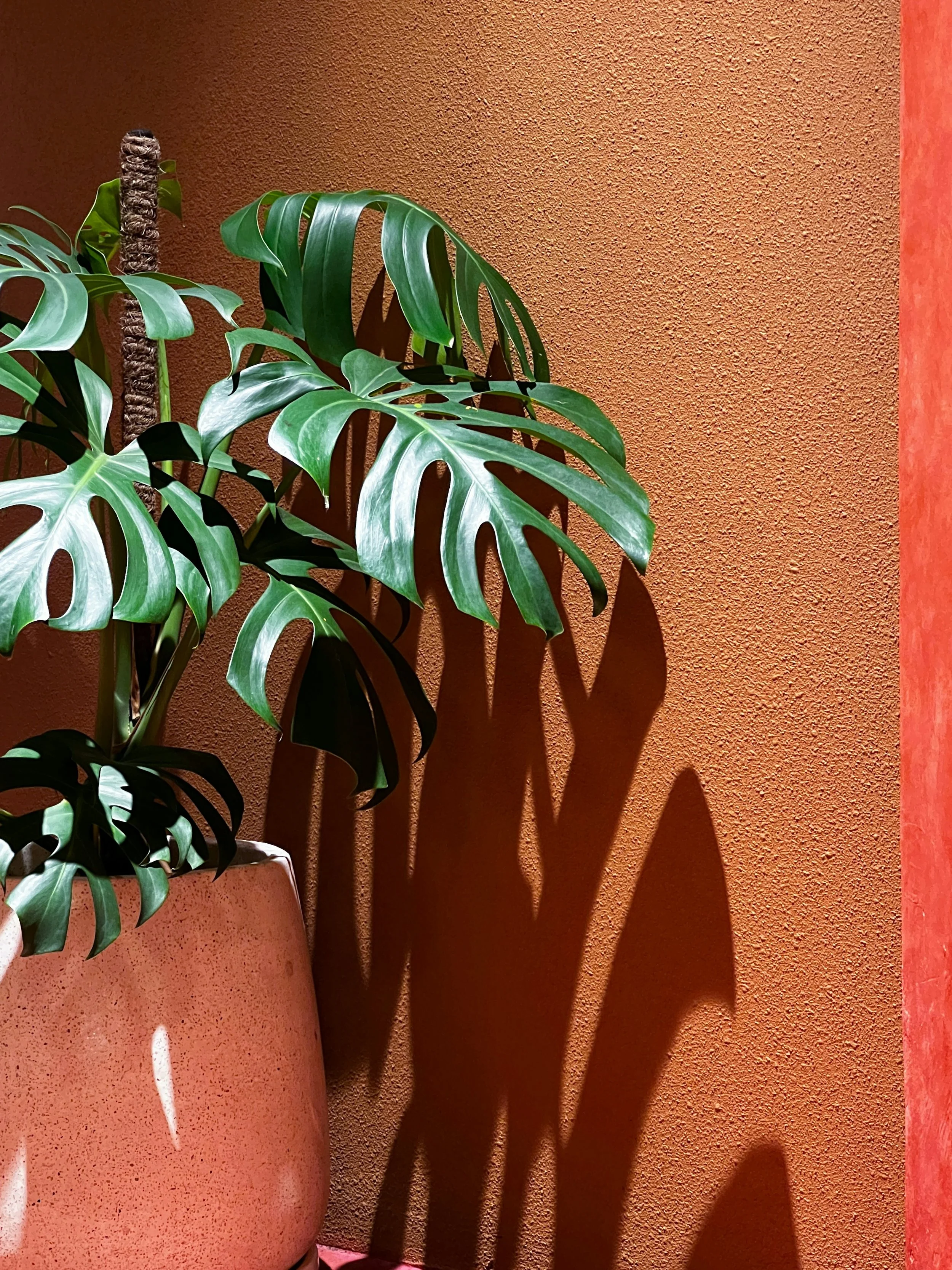 A large potted Monstera plant with green, split leaves casting shadows on a textured orange wall.