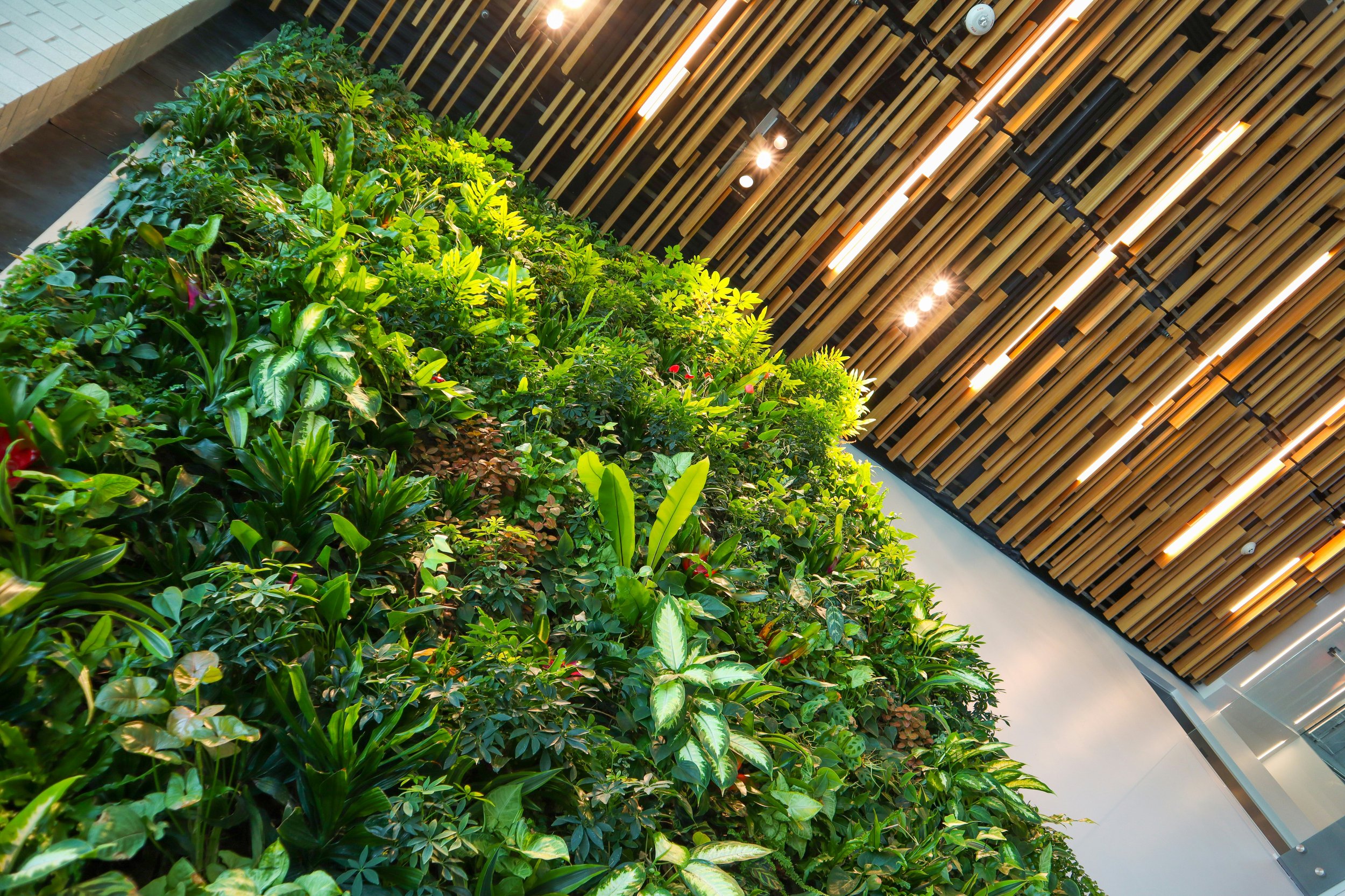 Indoor green wall with various lush green plants and a wooden slat ceiling with integrated lighting.