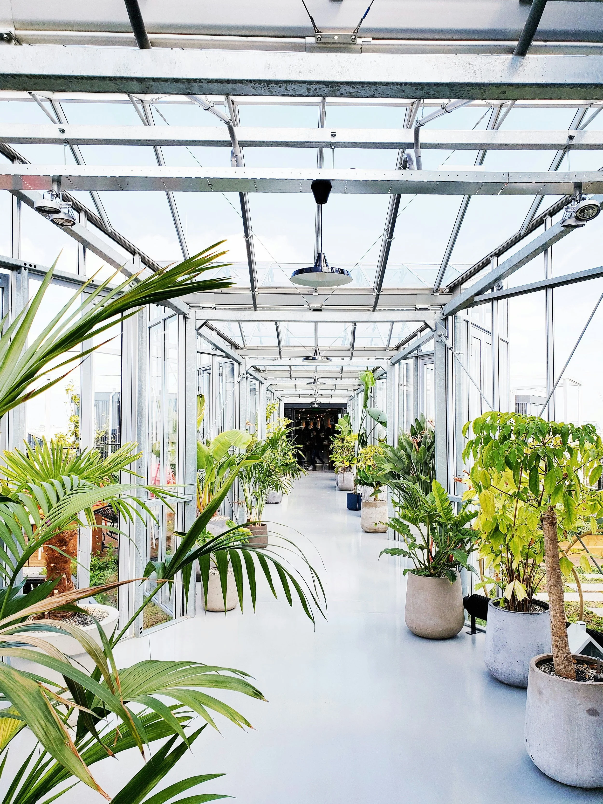 Inside a glass greenhouse with potted plants along the aisle, sunlight streaming in, modern and bright atmosphere.