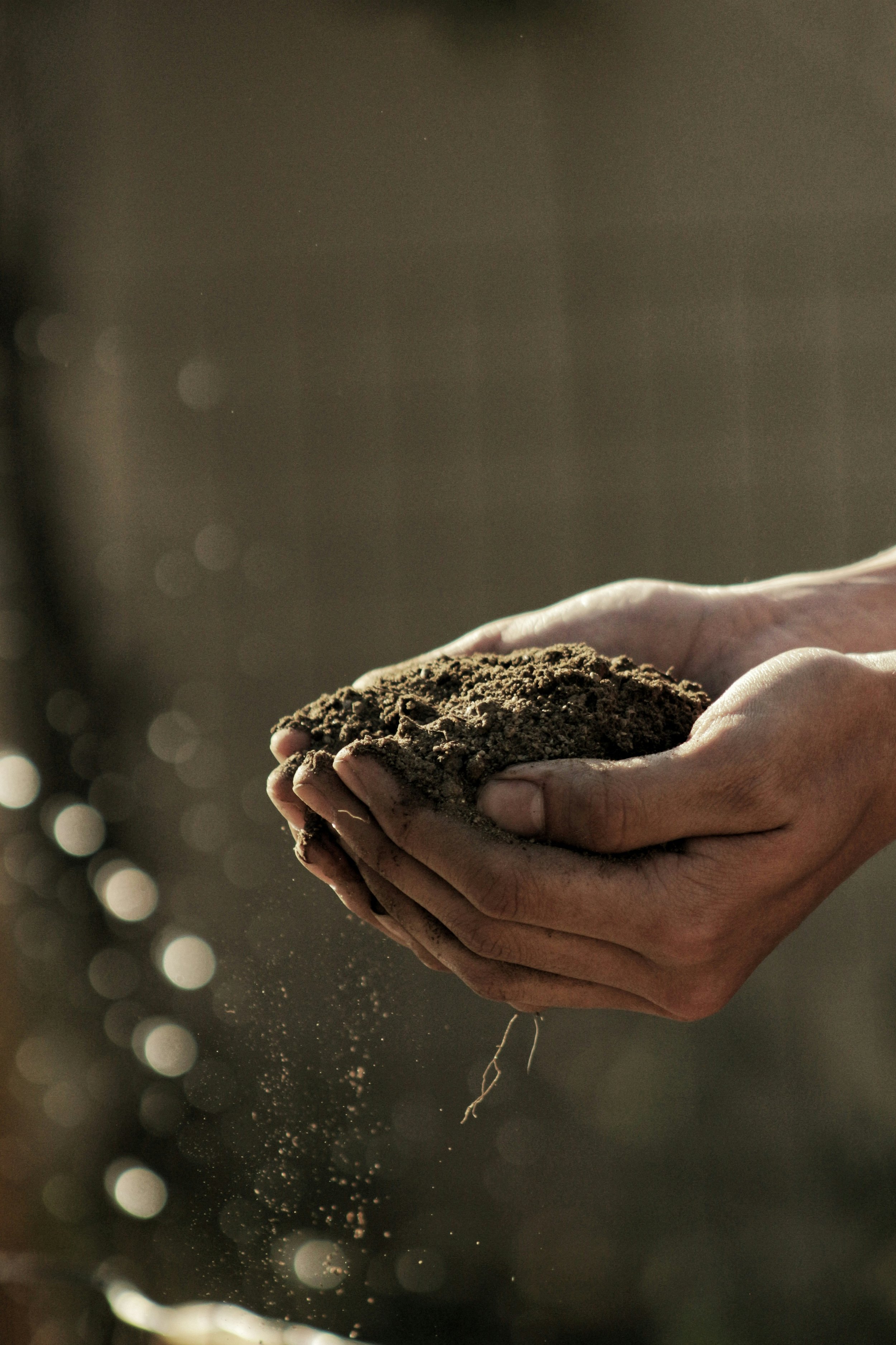 Close-up of hands cradling soil with a blurred background.