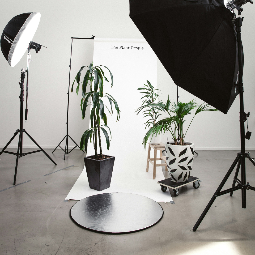 Photo of a photography studio setup with two large lights, a white backdrop, and three potted plants of different sizes and styles, one of which is on a small wooden table and another on a wheeled plant stand, with a reflective round surface on the floor.