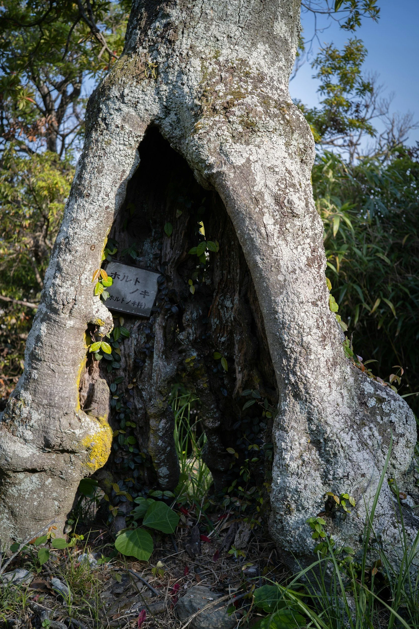A tree with a hollow trunk, covered in moss and lichen, surrounded by green plants and leaves on the ground.