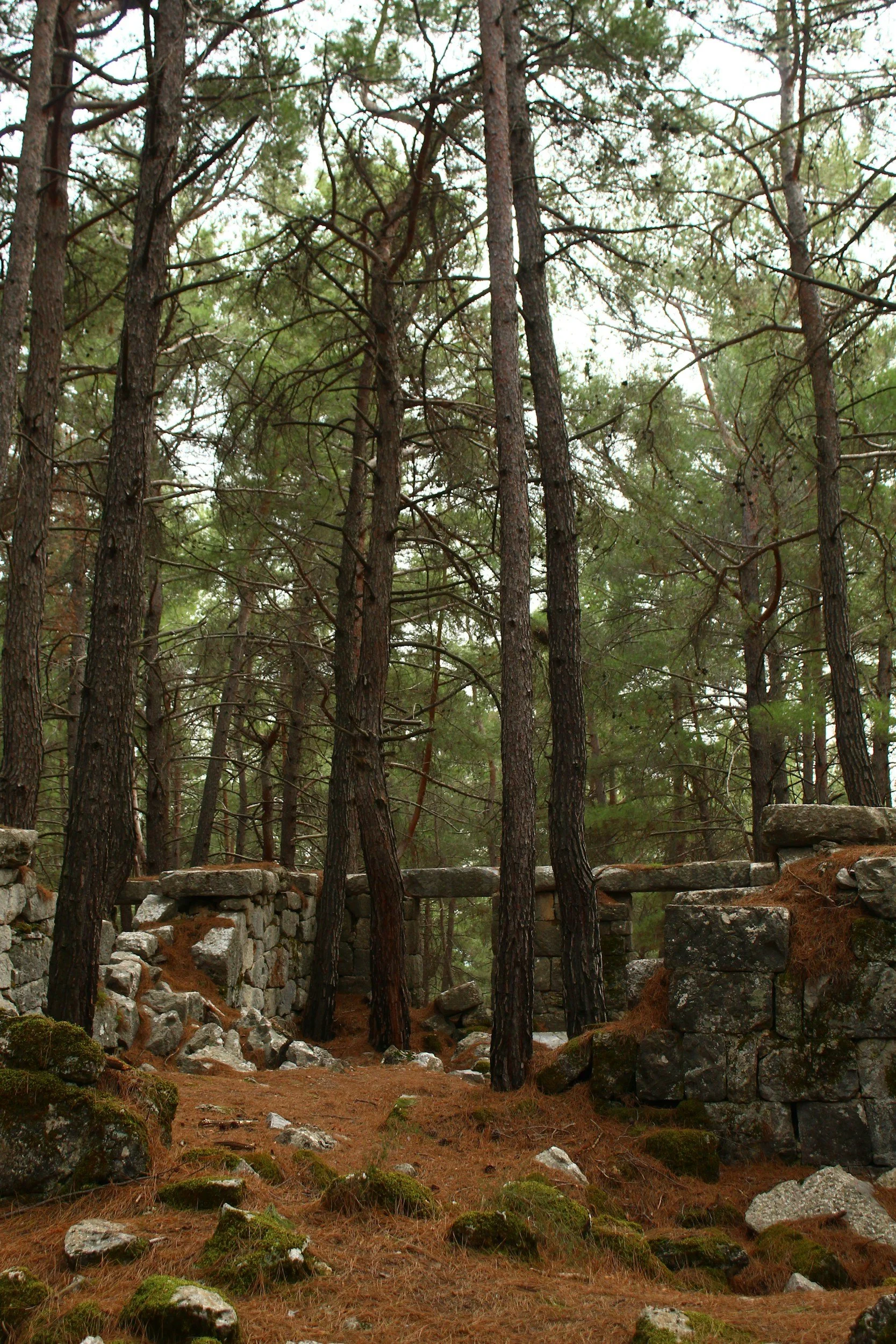 A forest scene with tall pine trees, rocks, and rocky stone wall, ground covered with pine needles and moss.