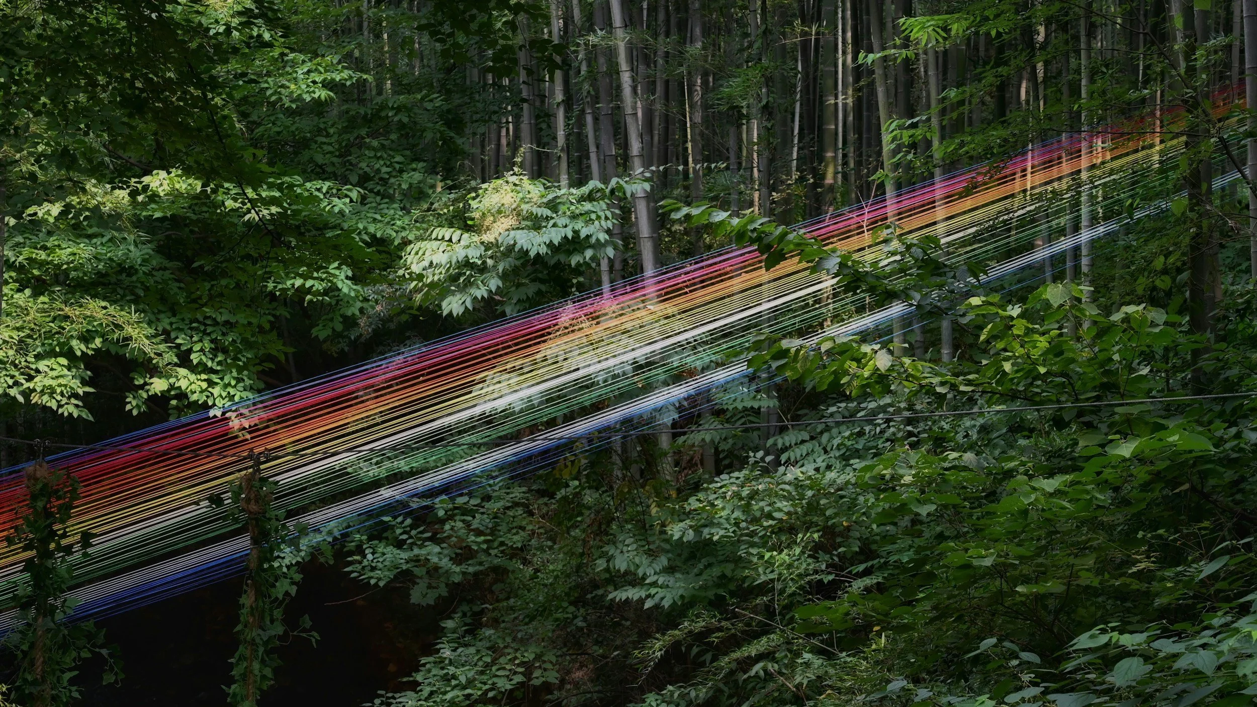 A forest with green foliage and bamboo trees, featuring colorful laser light streaks across the scene.