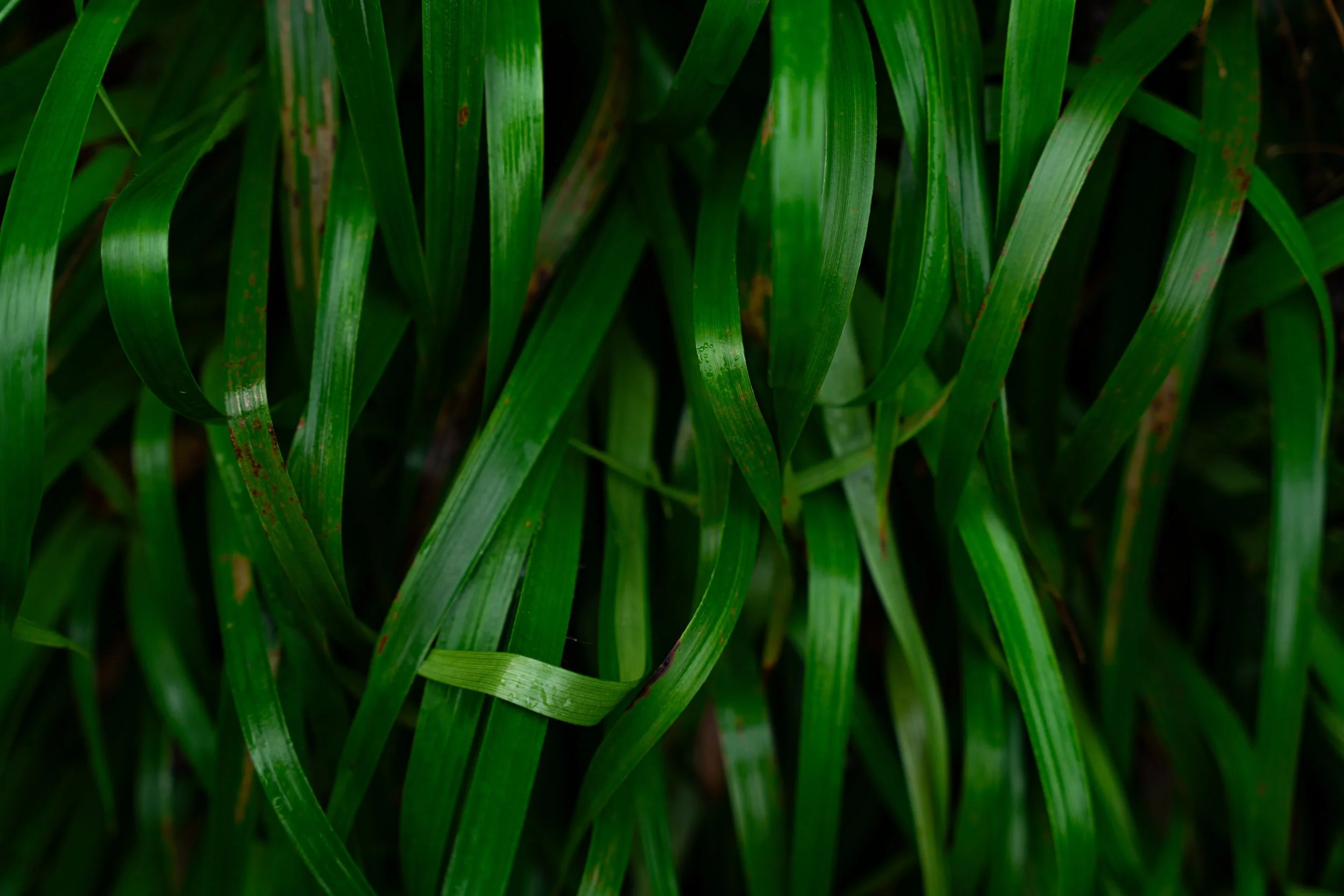 _DSC9764.JPG