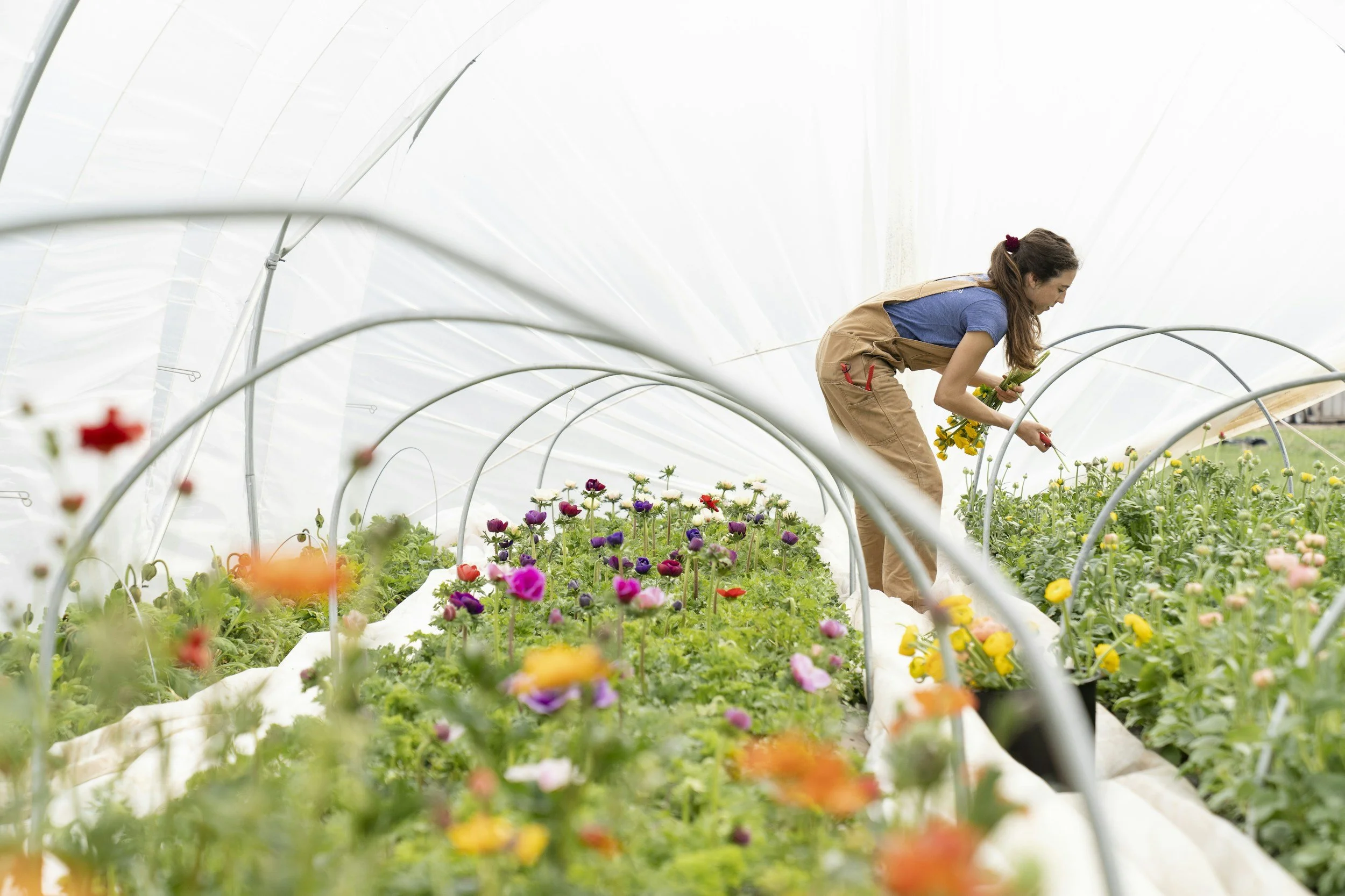 A woman in overalls watering and caring for flowers inside a greenhouse.