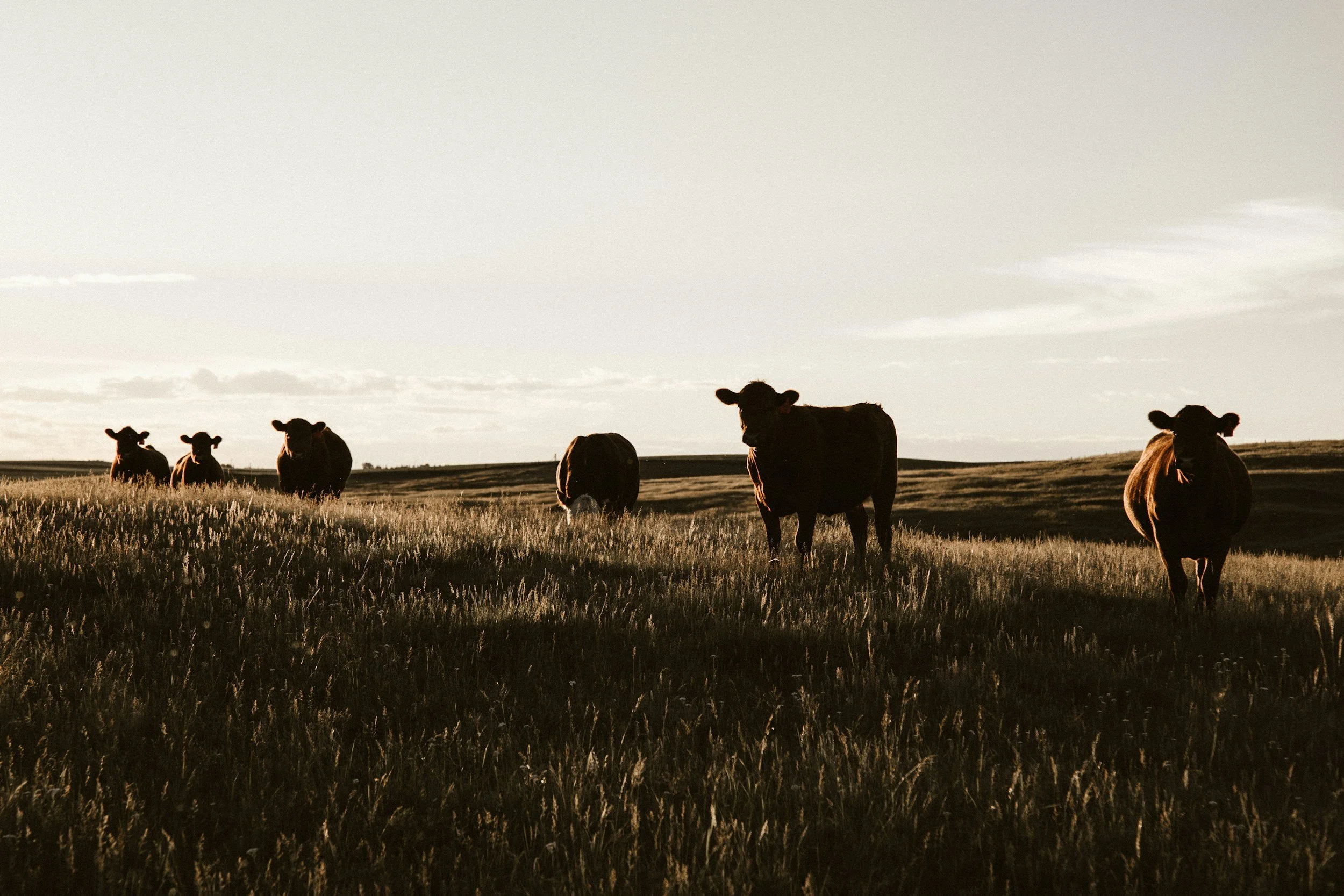 A group of cows grazing on a grassy field at sunset or sunrise.