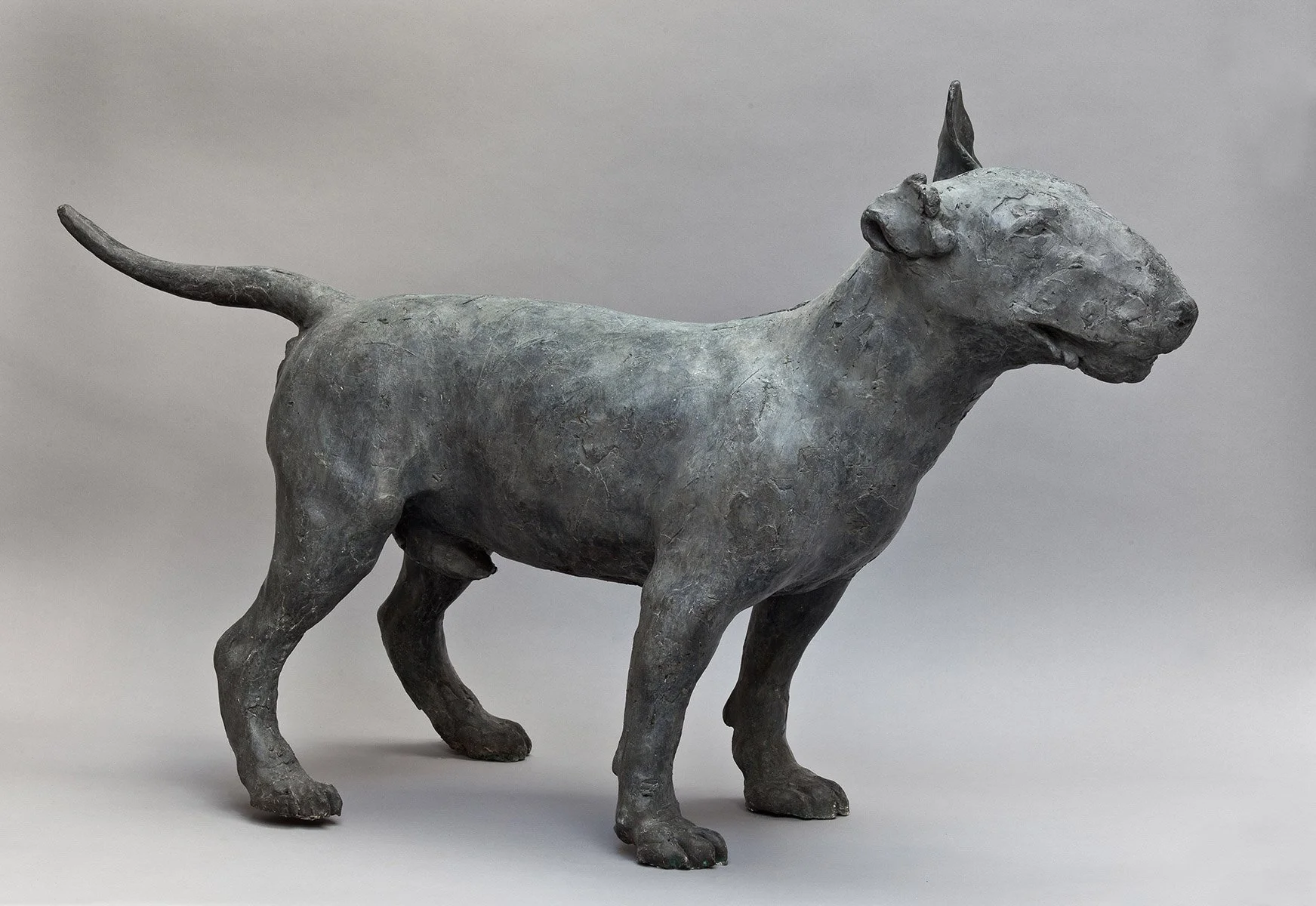 34. Reg Bull Terrier, Bronze,  2003