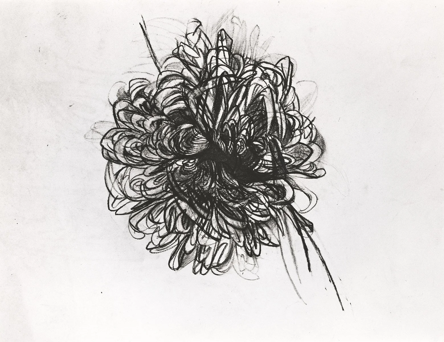 133. Early Flowers 20, 76 x 56 cm, Circa 1968