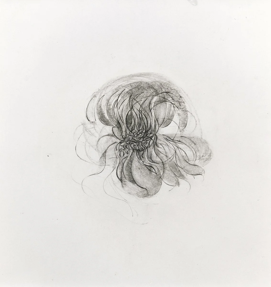 132. Early flowers 18, 61 x 56 cm, Circa 1972