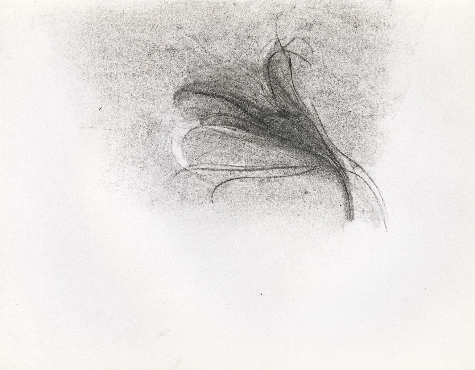113. Lily from Early Flowers, 45.5 x 40.5 cm, 1972