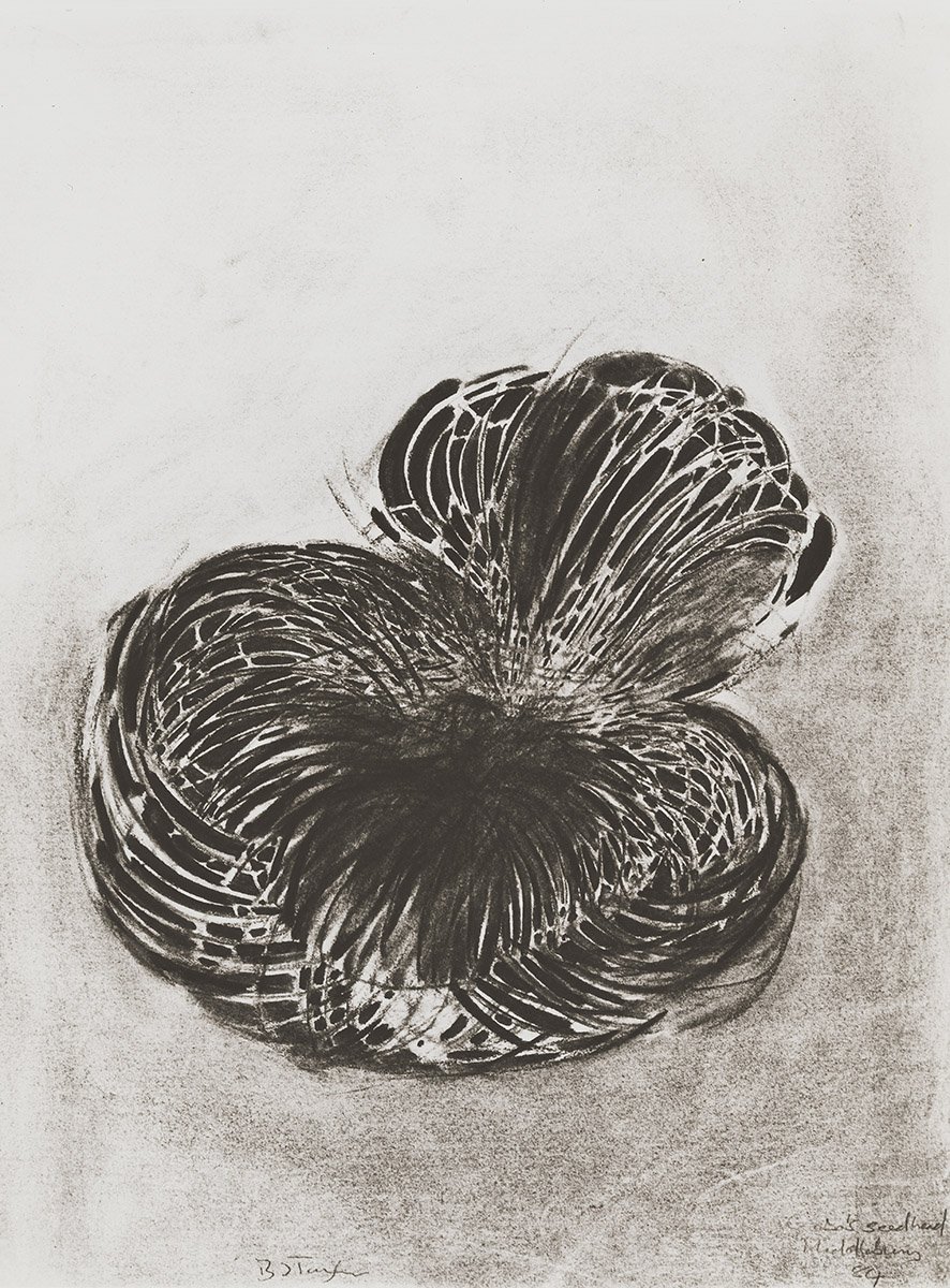 112. Seed head after Naum Gabo, 61 x 46 cm, 1984
