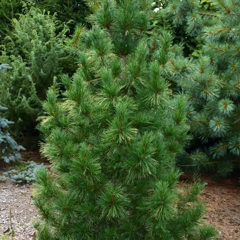Pinus strobus ‘Fastigiata’: An Evergreen Vertical Accent for Modern Landscapes