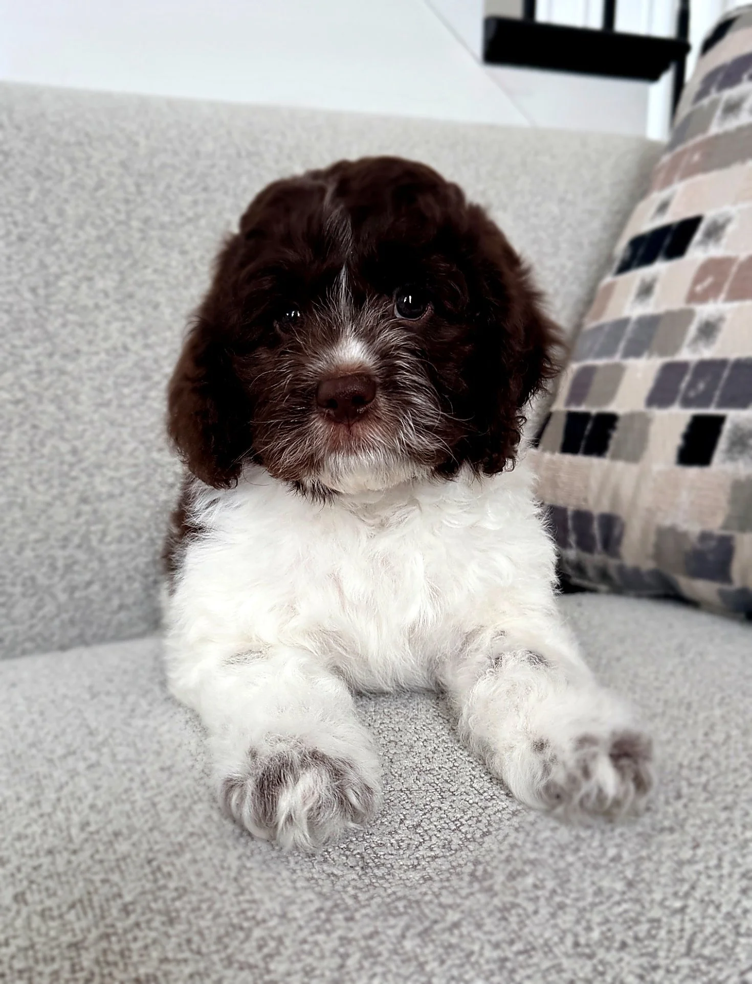 Double Doodle puppy from Doodlebear home-based breeder
