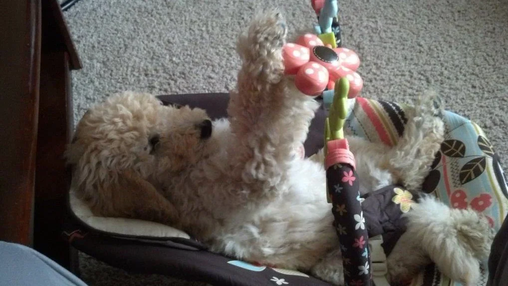 Jack 2 July 2013.jpg