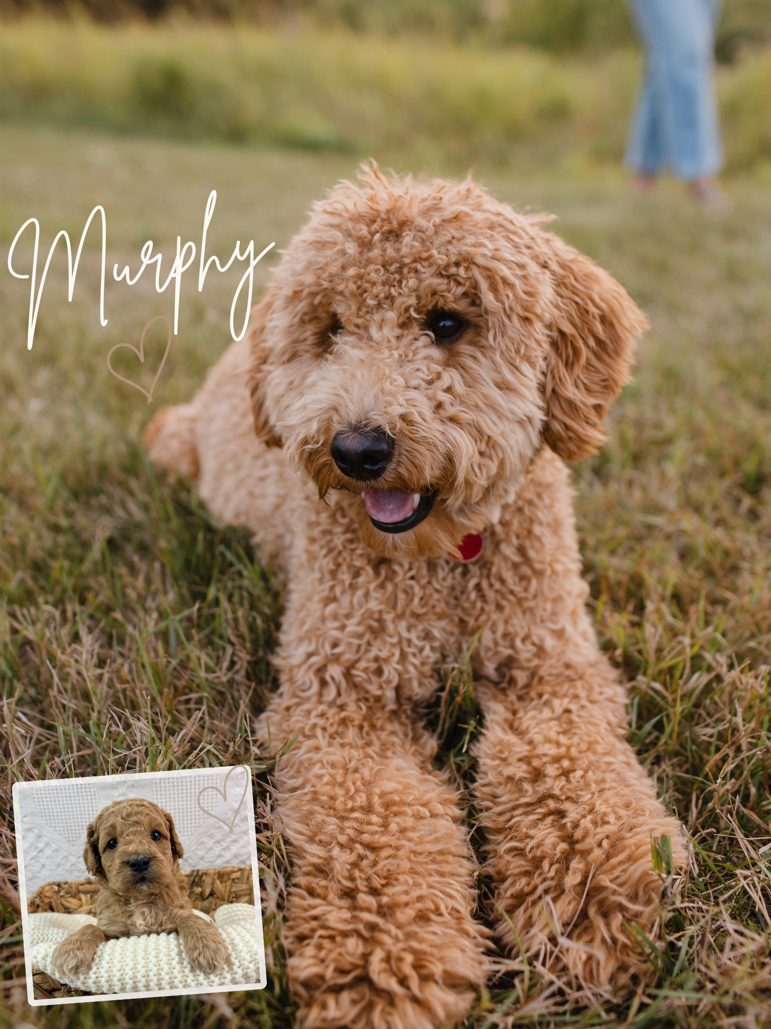Murphy before and after 2.png