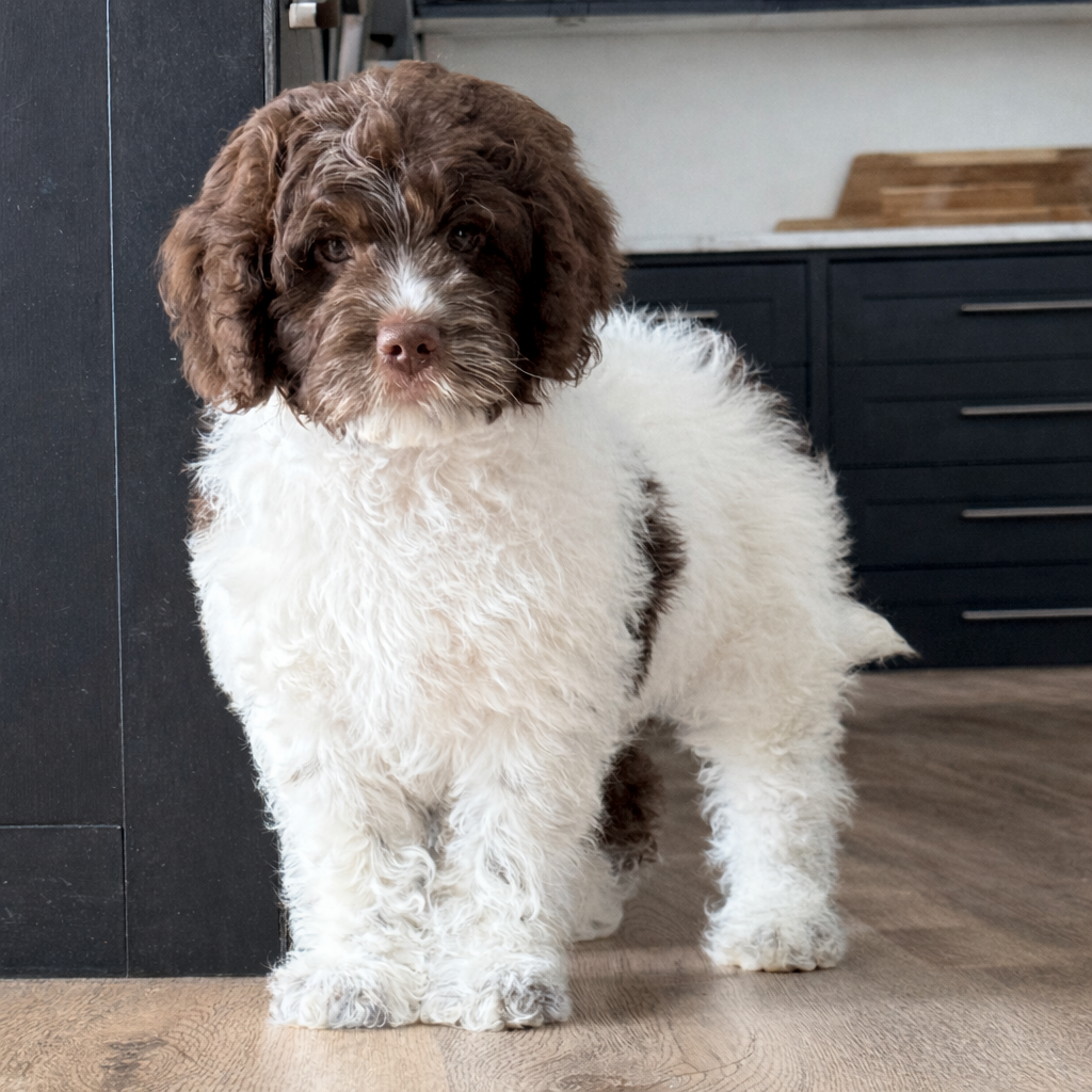 Armani 9 weeks 2.png