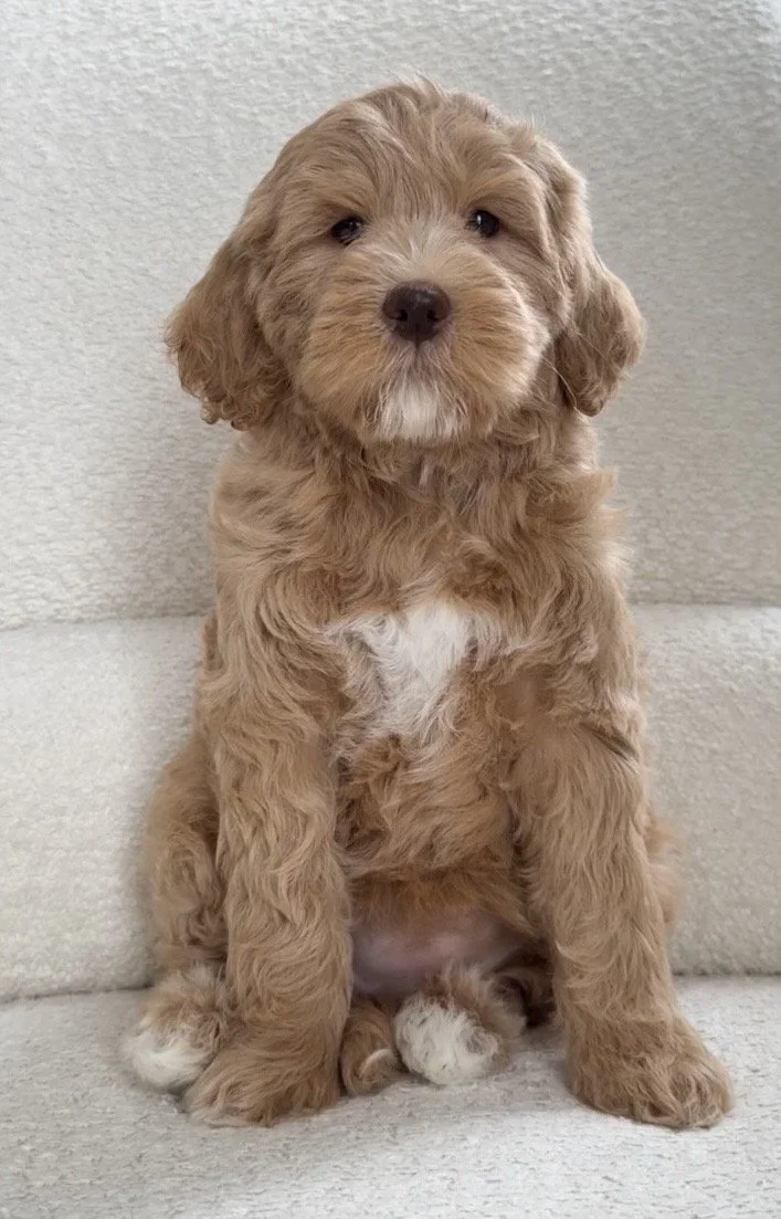 Australian Goldendoodle puppy raised by Doodlebear in Manitoba