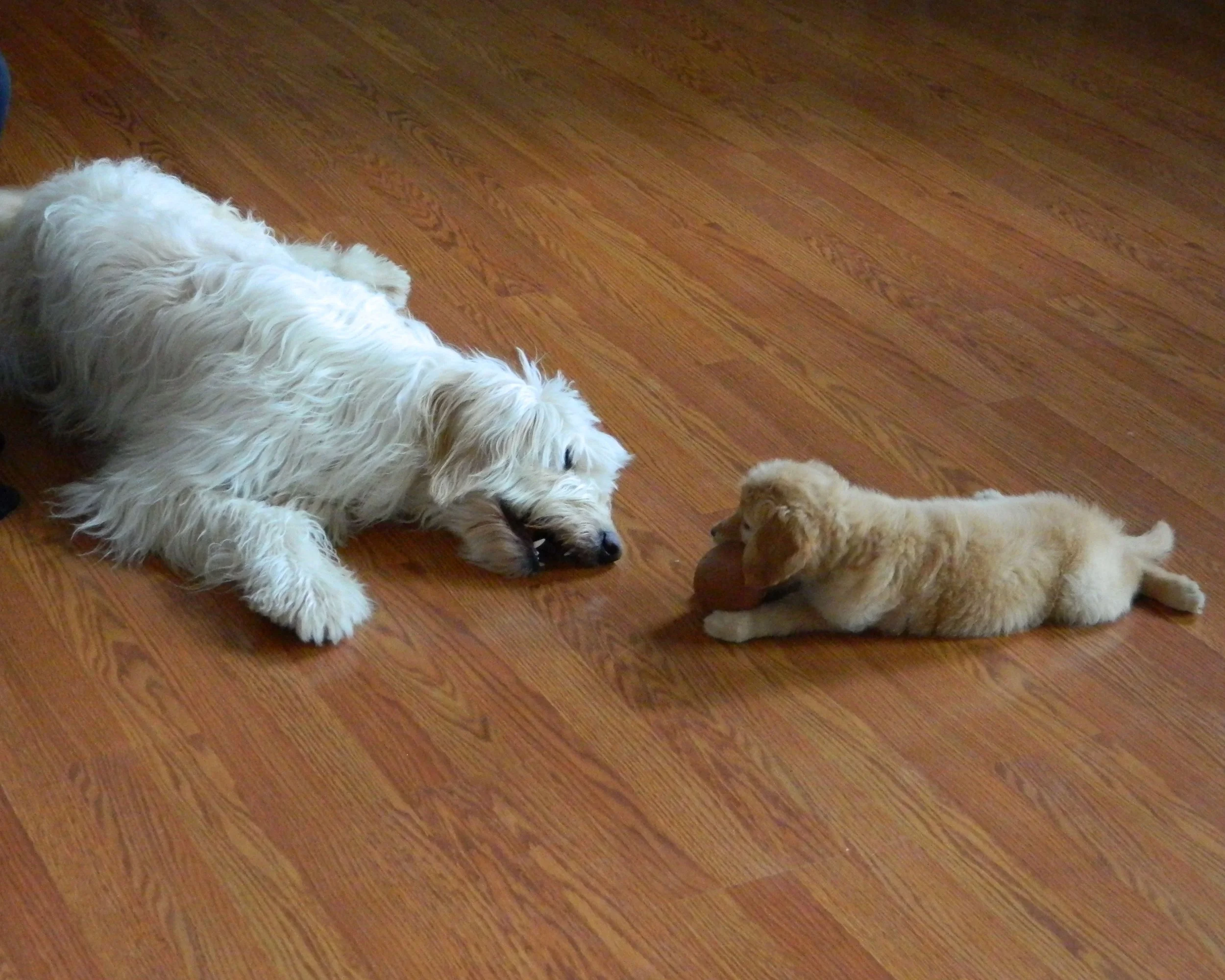 Skye+and+Sterling.jpg