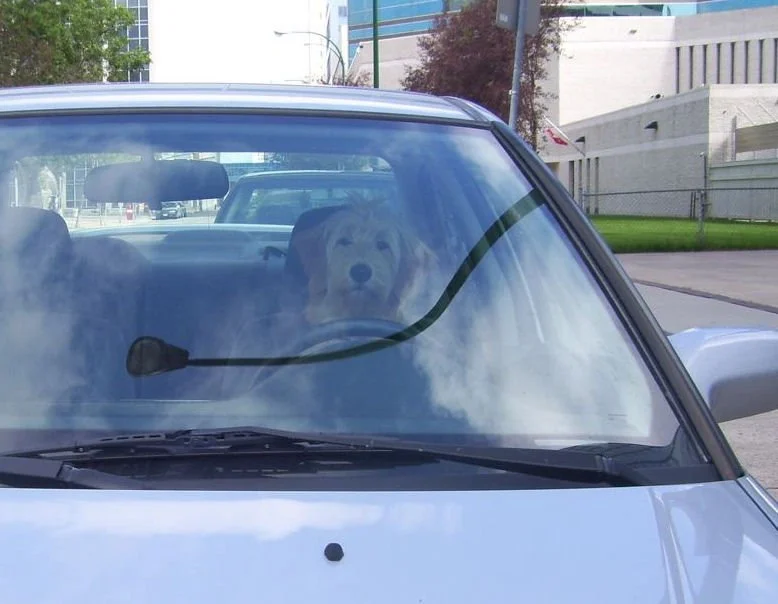 Mya+driving.jpg