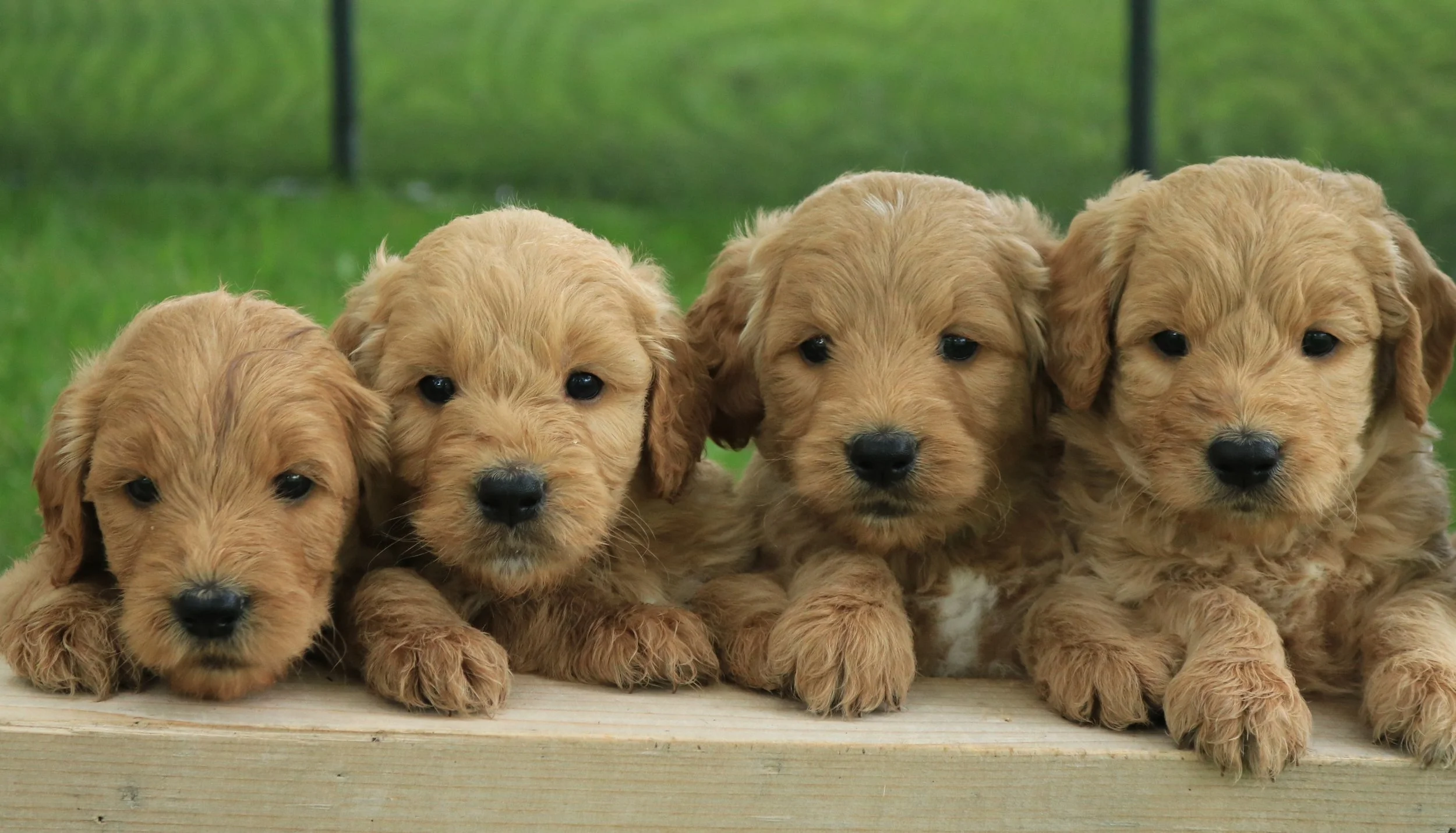 puppies 5 weeks.JPG