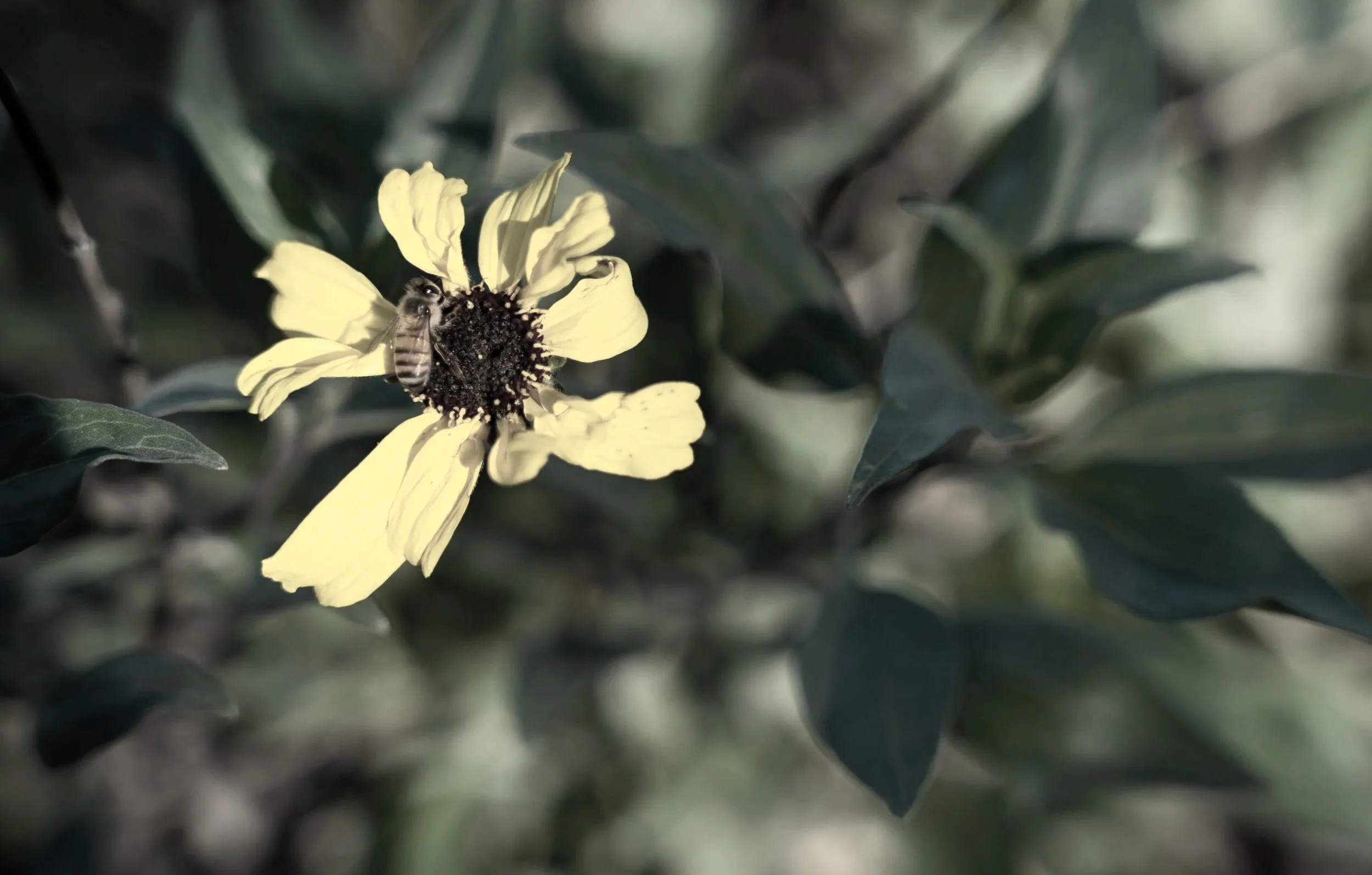 A bee collecting nectar from a pale yellow flower with dark center, surrounded by green leaves.